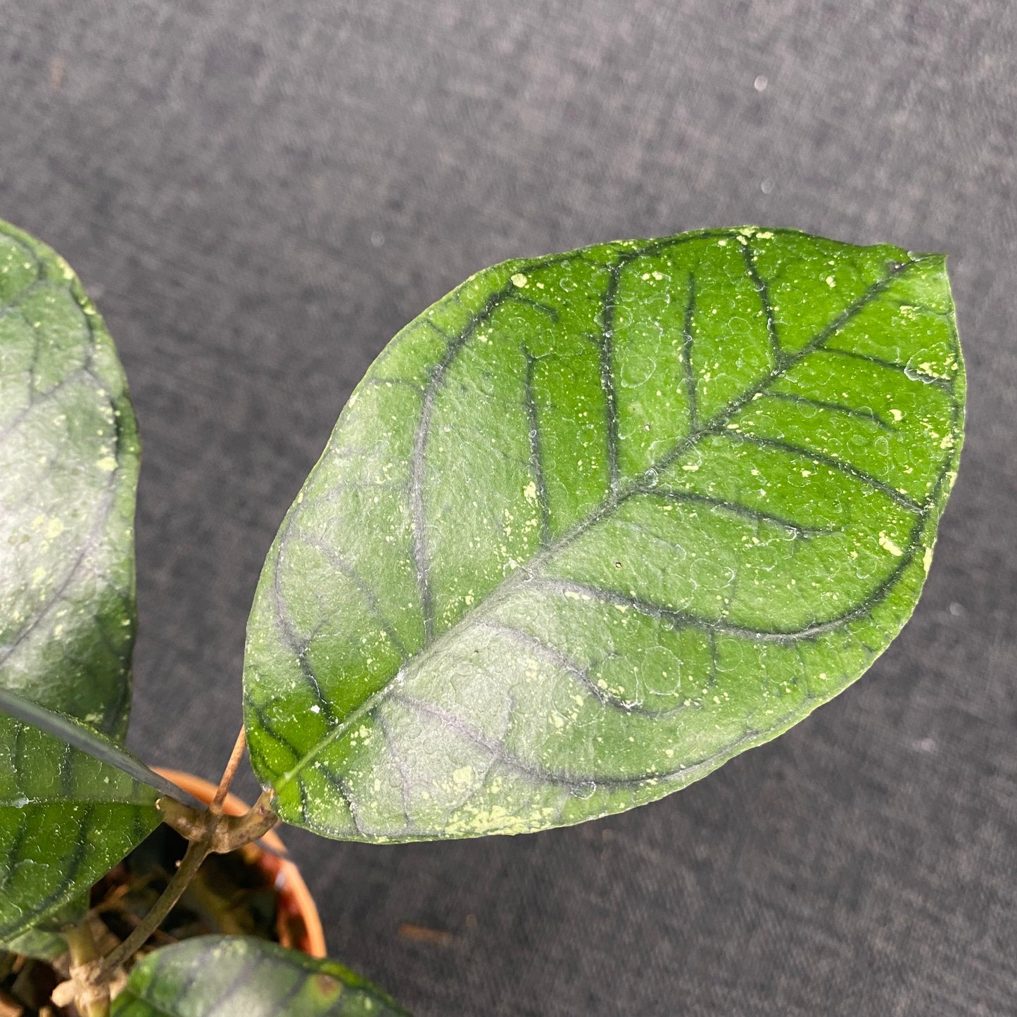 Hoya Callistophylla Spider - Indonesian Rare Plants