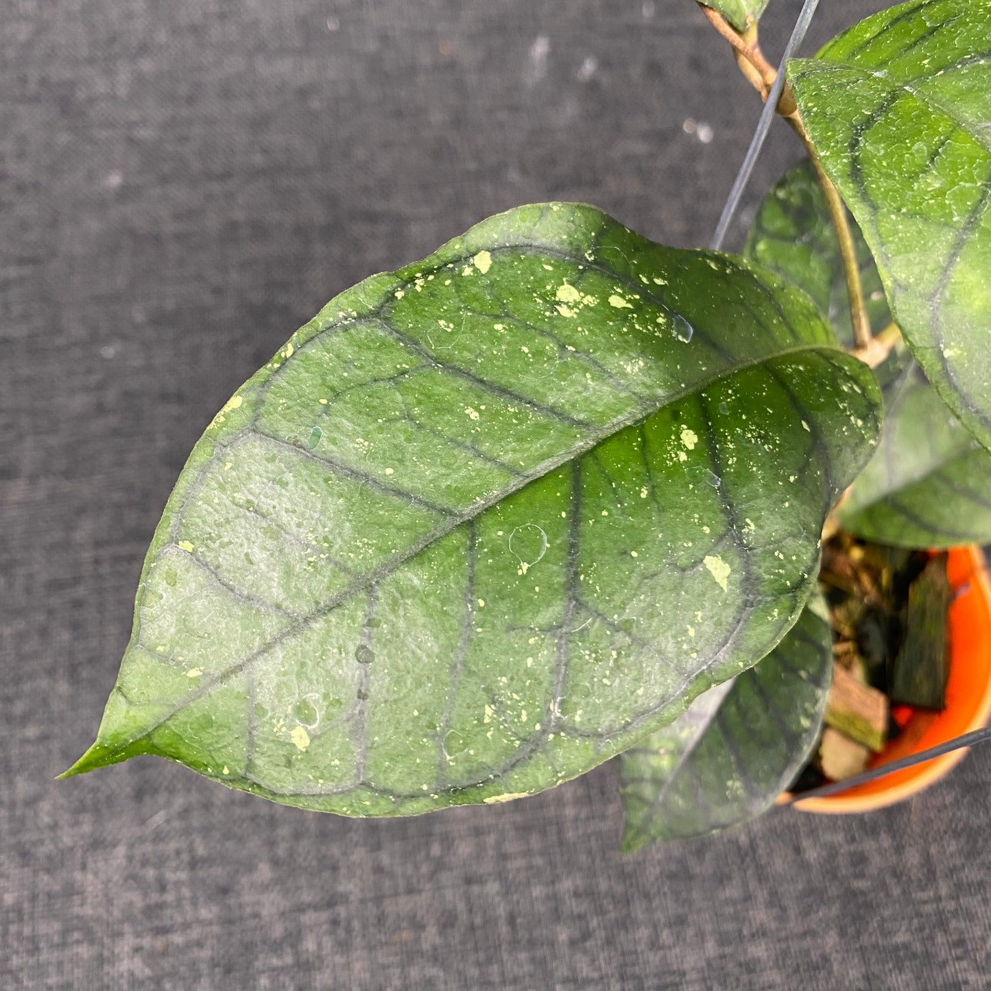 Hoya Callistophylla Spider