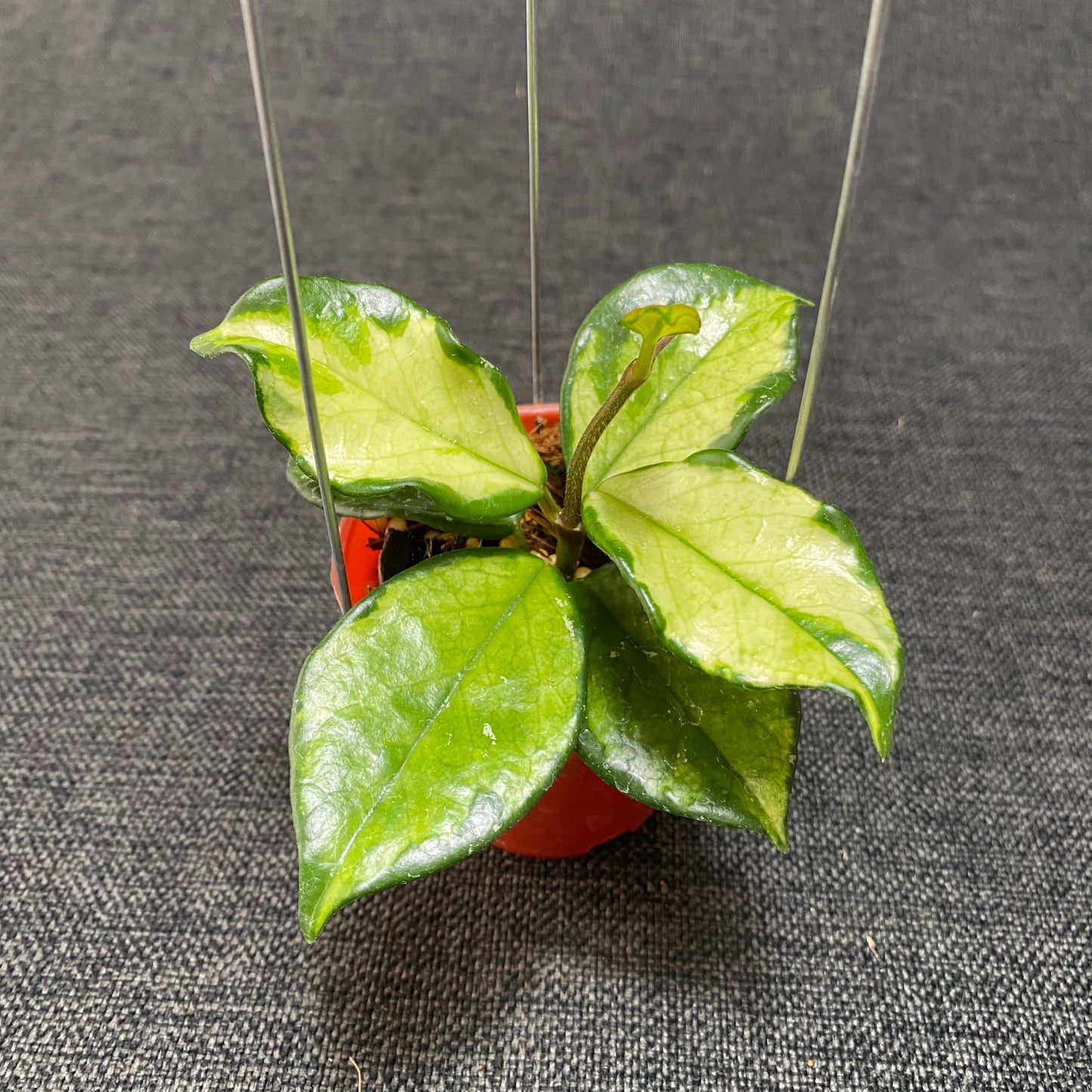 Hoya Carnosa Freckles Variegated - Indonesian Rare Plants