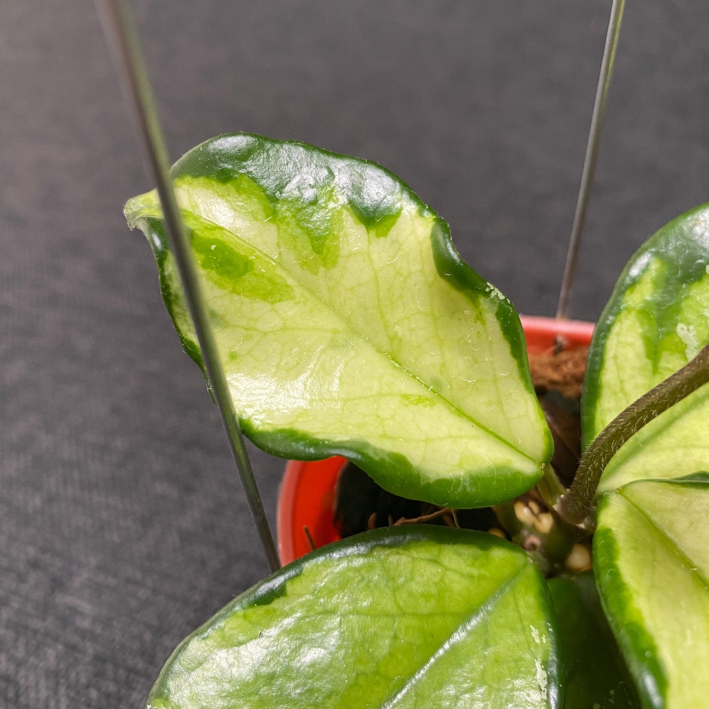 Hoya Carnosa Freckles Variegated