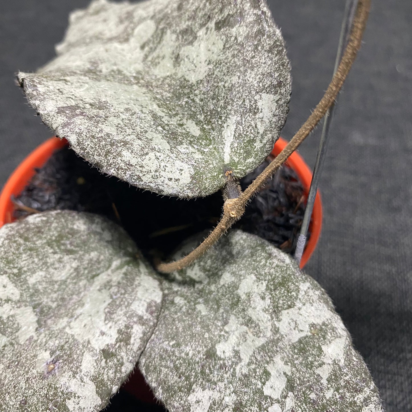 Hoya Caudata Leopard