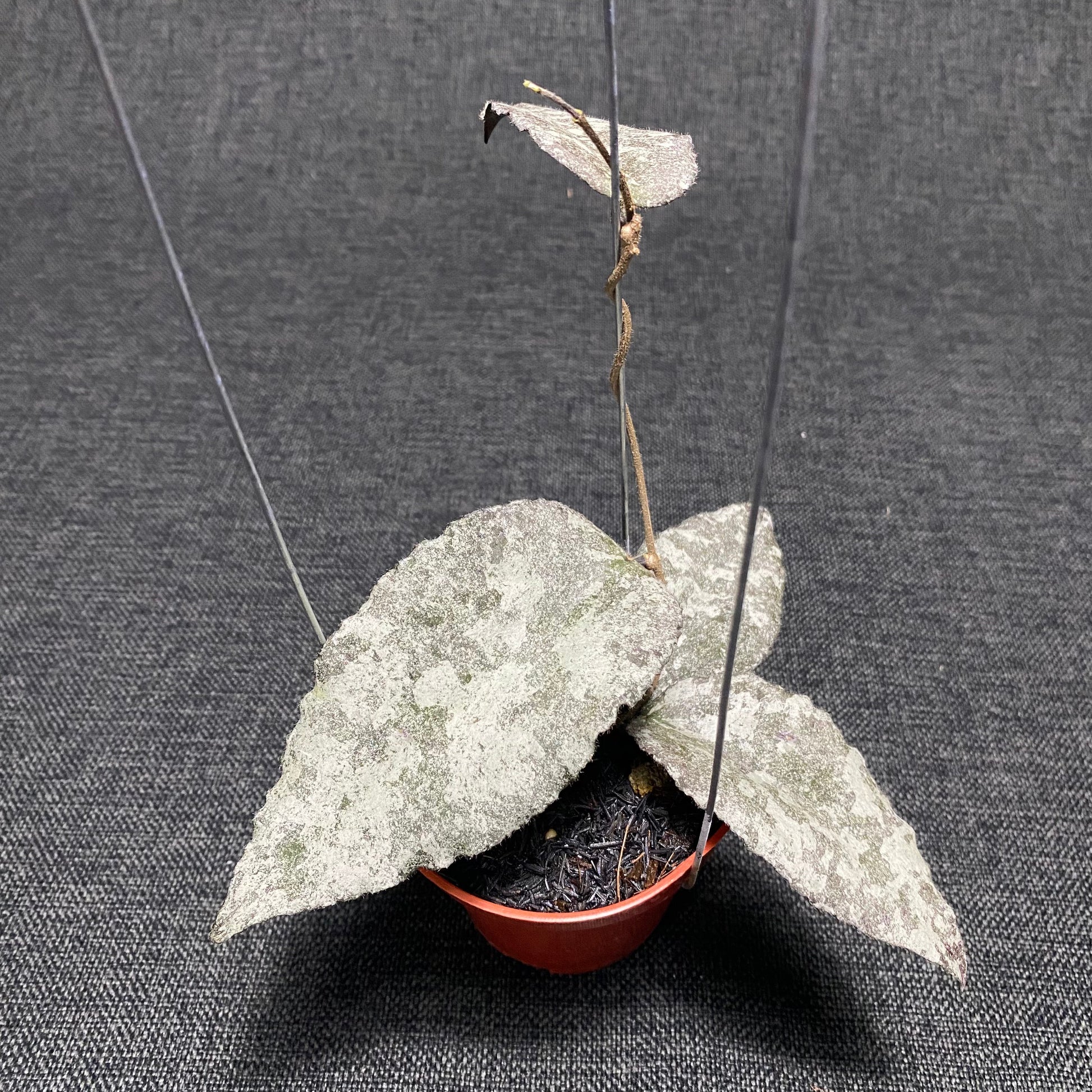 Hoya Caudata Leopard - Indonesian Rare Plants