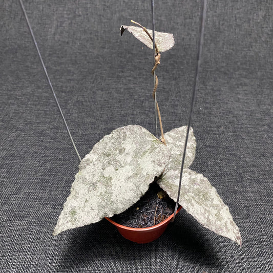 Hoya Caudata Leopard - Indonesian Rare Plants
