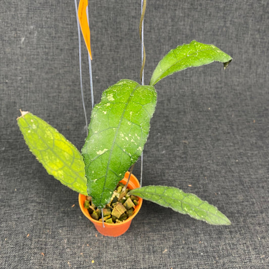 Hoya Clemensiorum Jungle - Indonesian Rare Plants