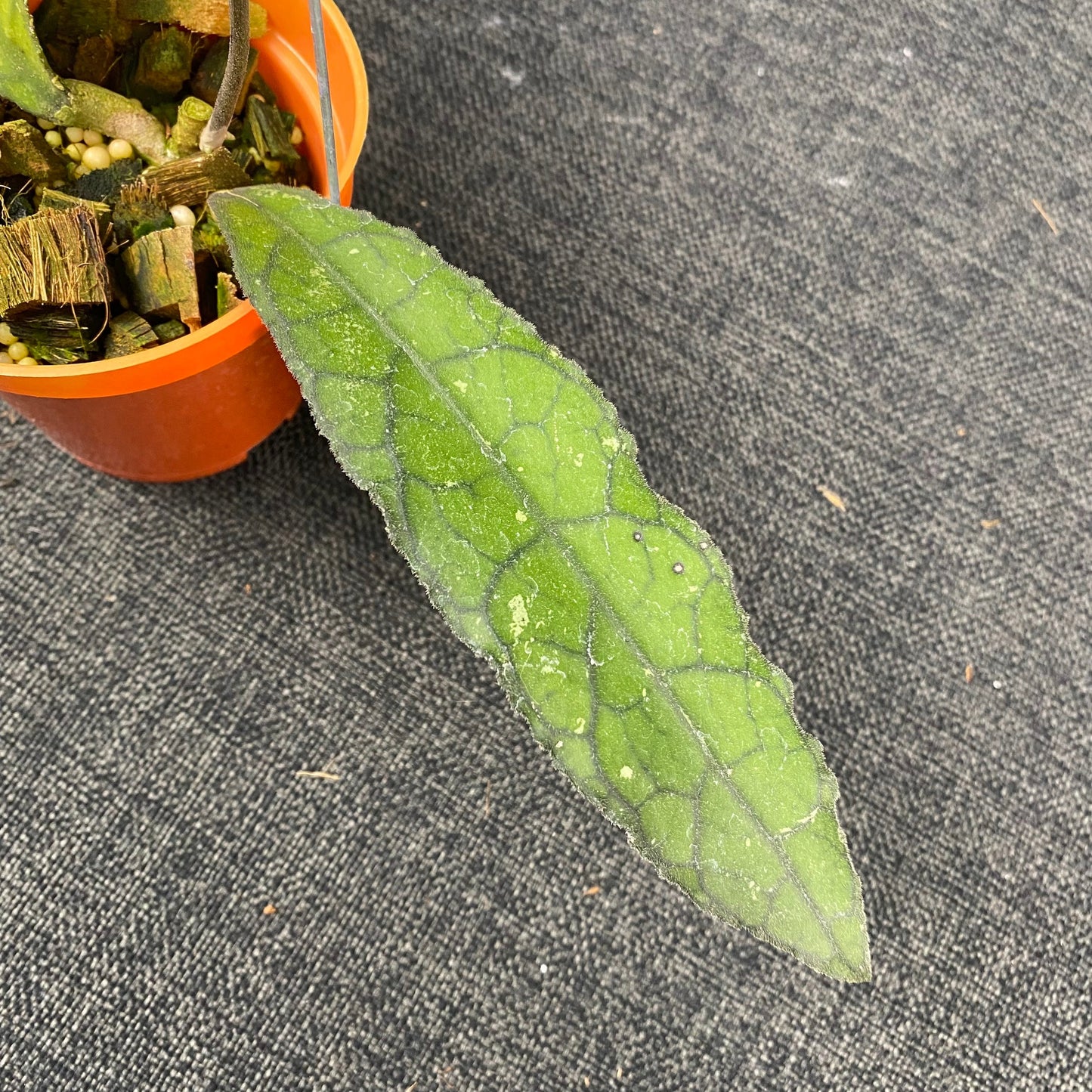 Hoya Clemensiorum Jungle