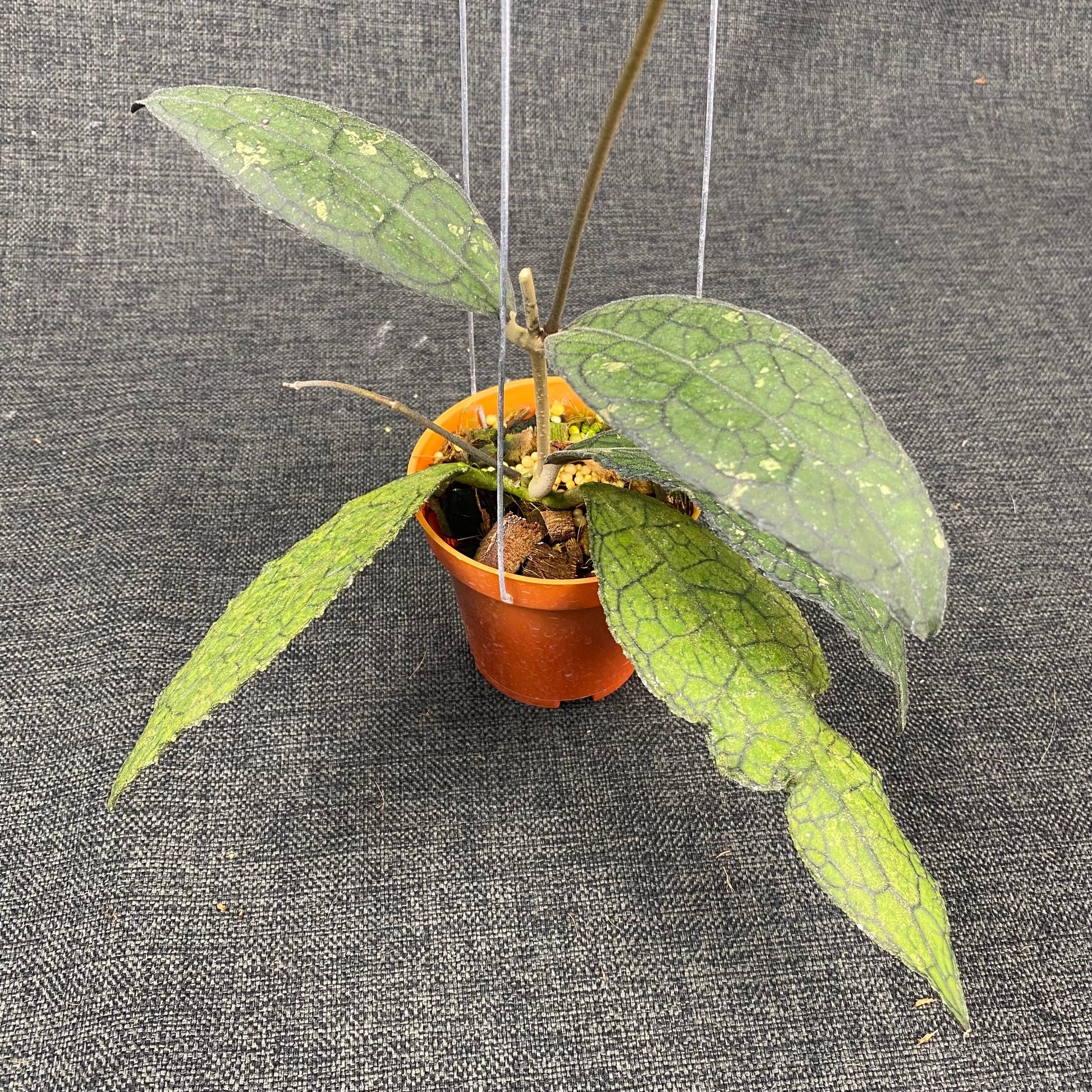 Hoya Clemensiorum Kemiri Curly Splash - Indonesian Rare Plants