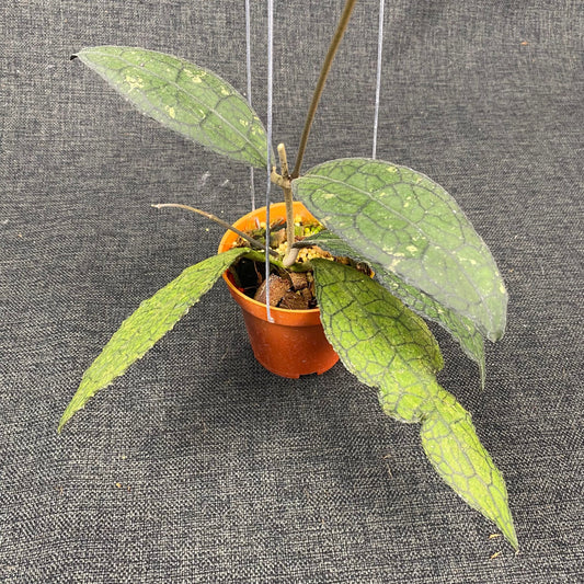 Hoya Clemensiorum Kemiri Curly Splash - Indonesian Rare Plants