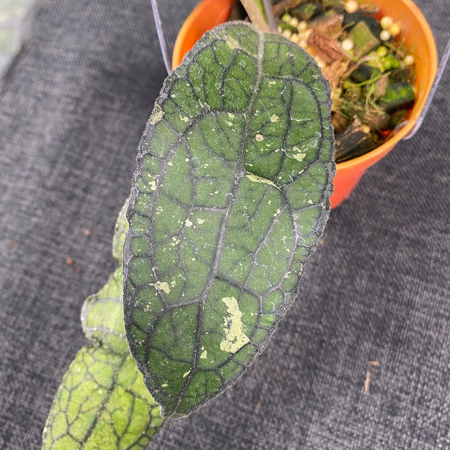 Hoya Clemensiorum Kemiri Curly Splash