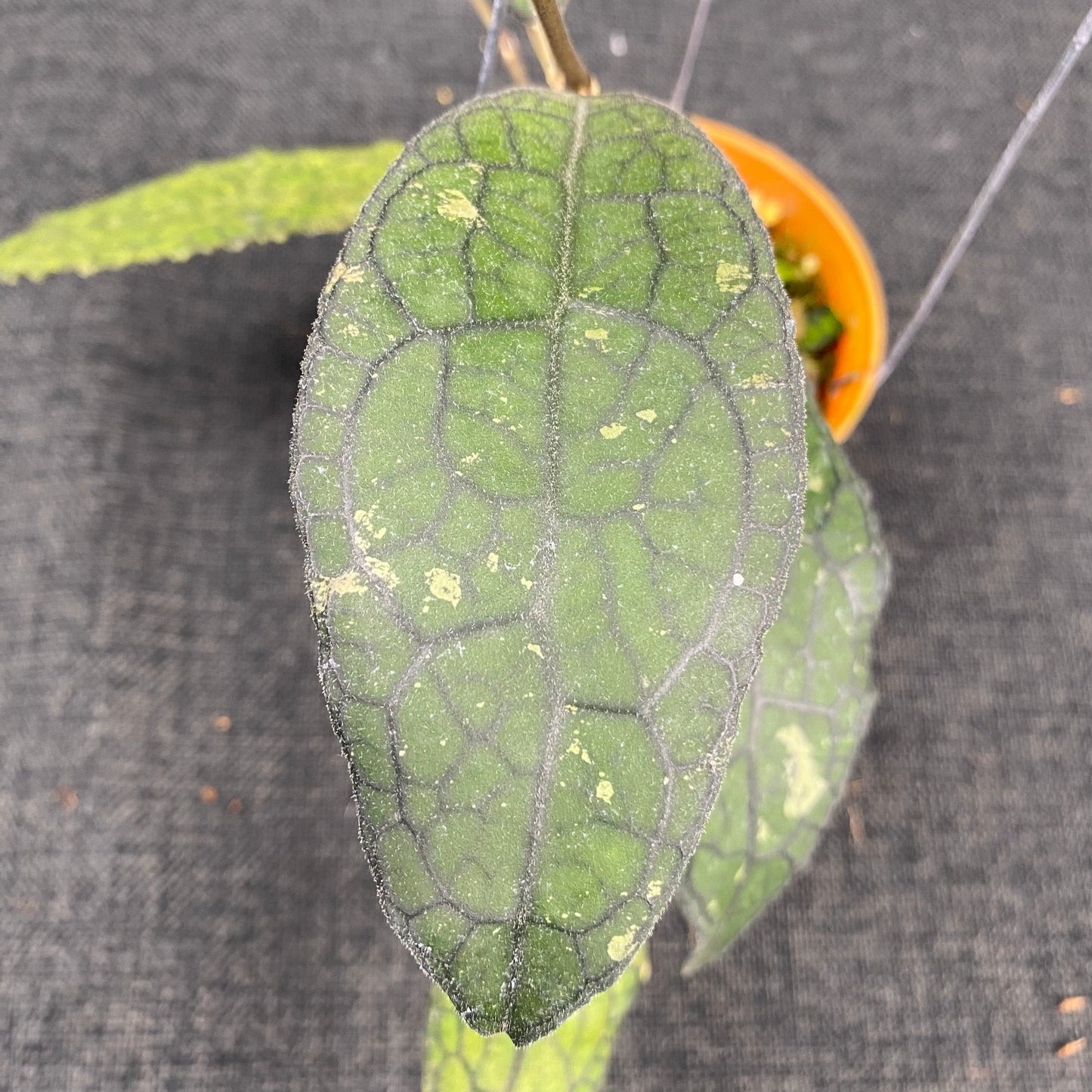 Hoya Clemensiorum Kemiri Curly Splash
