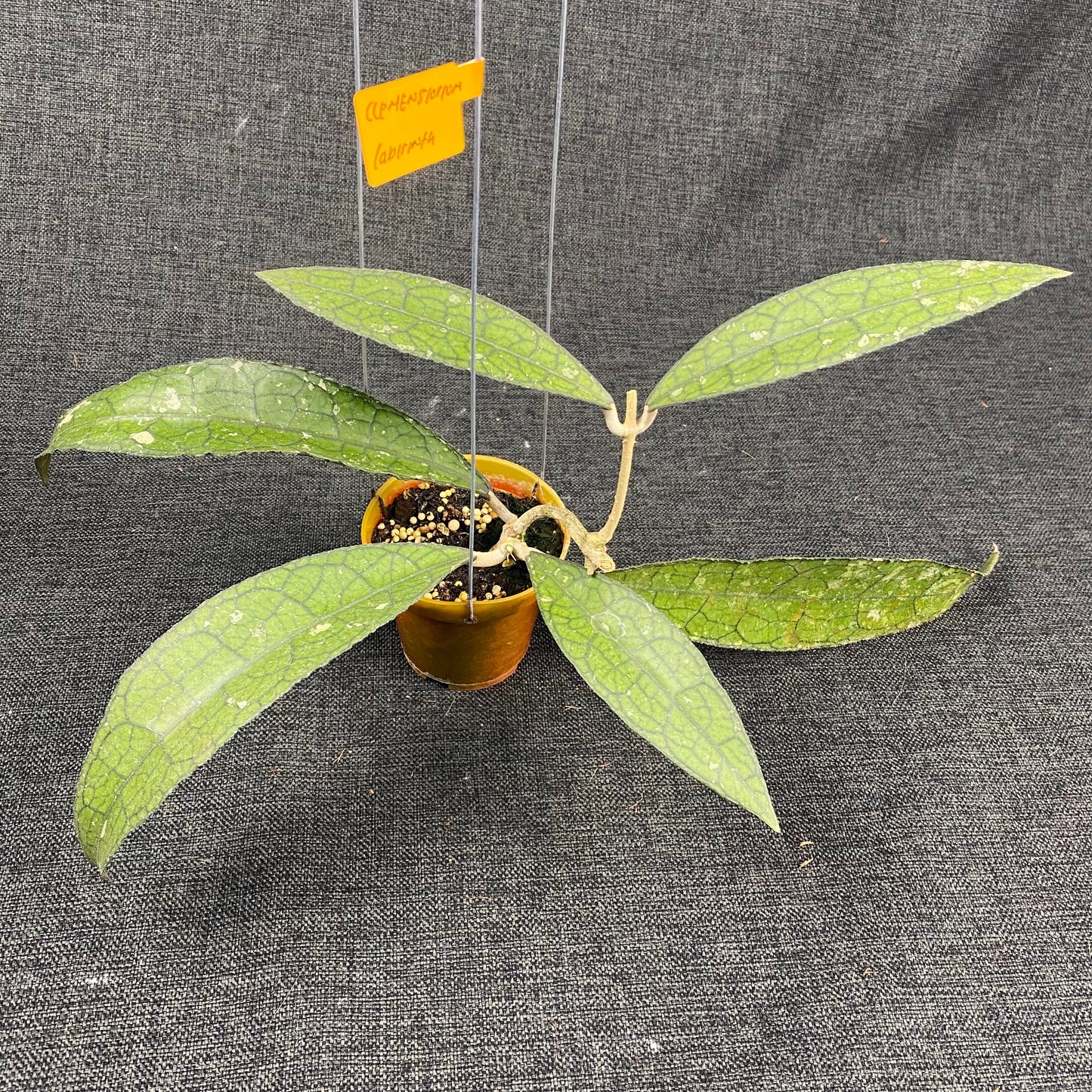 Hoya Clemensiorum Labirinth - Indonesian Rare Plants