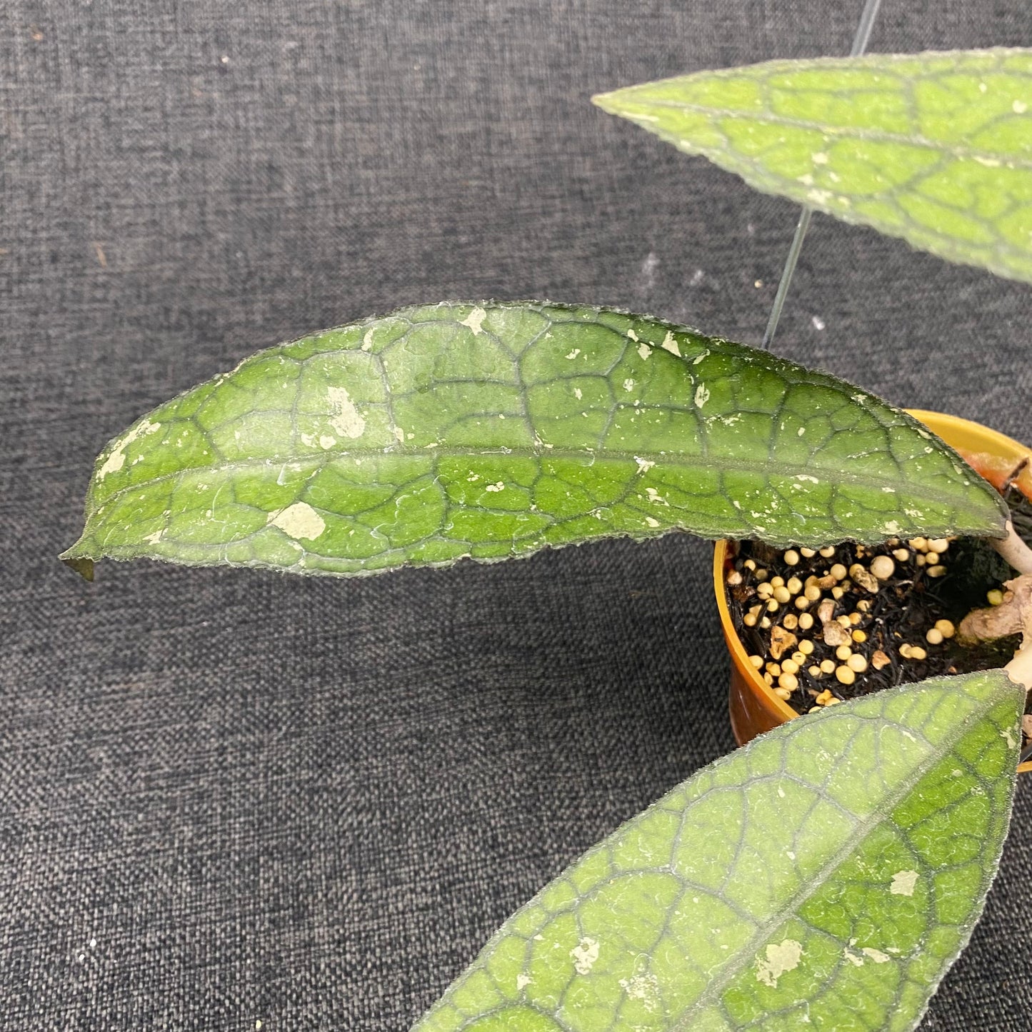Hoya Clemensiorum Labirinth