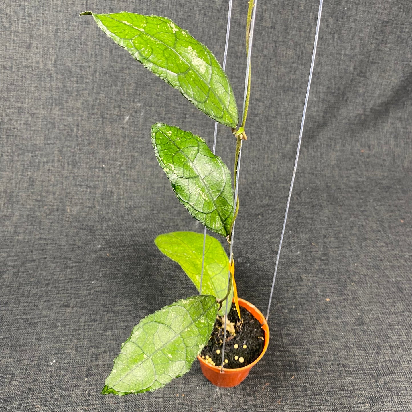Hoya Clemensiorum MDF-01 - Indonesian Rare Plants