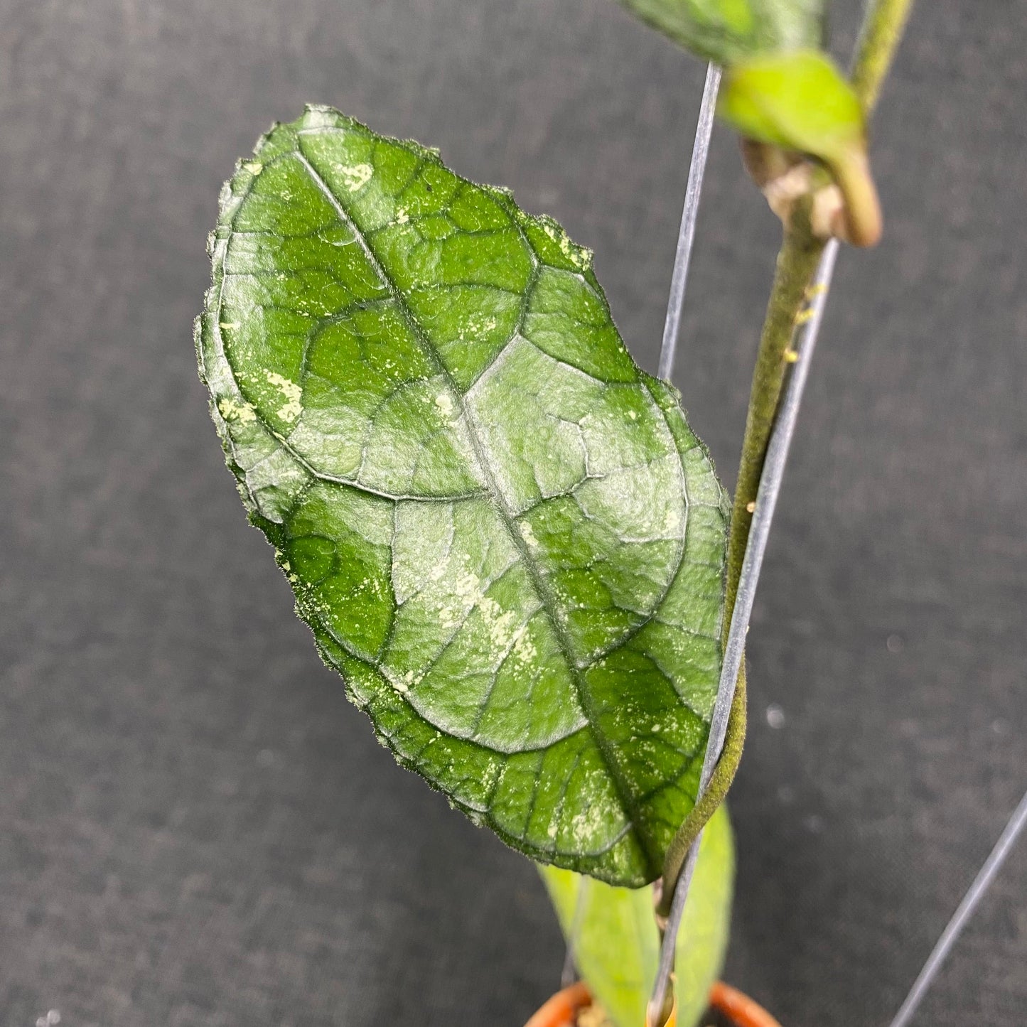 Hoya Clemensiorum MDF-01