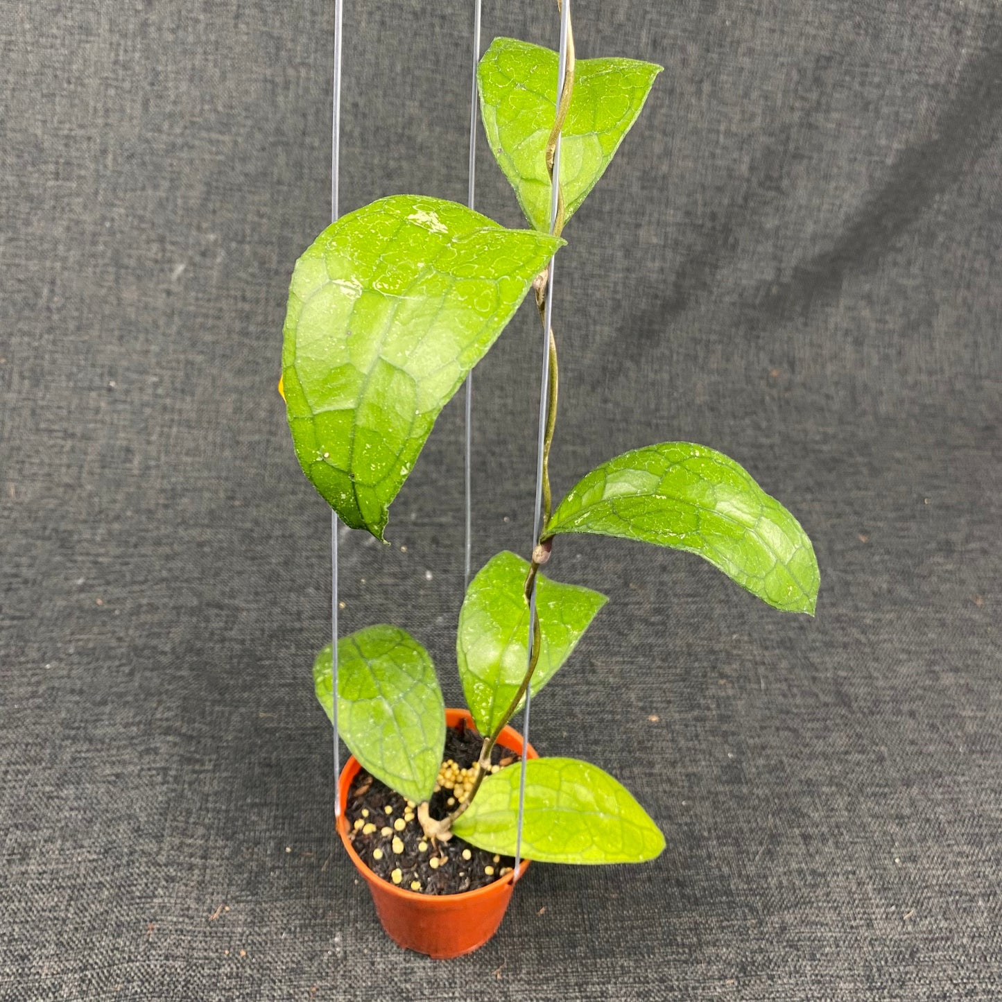 Hoya Clemensiorum MDF-03