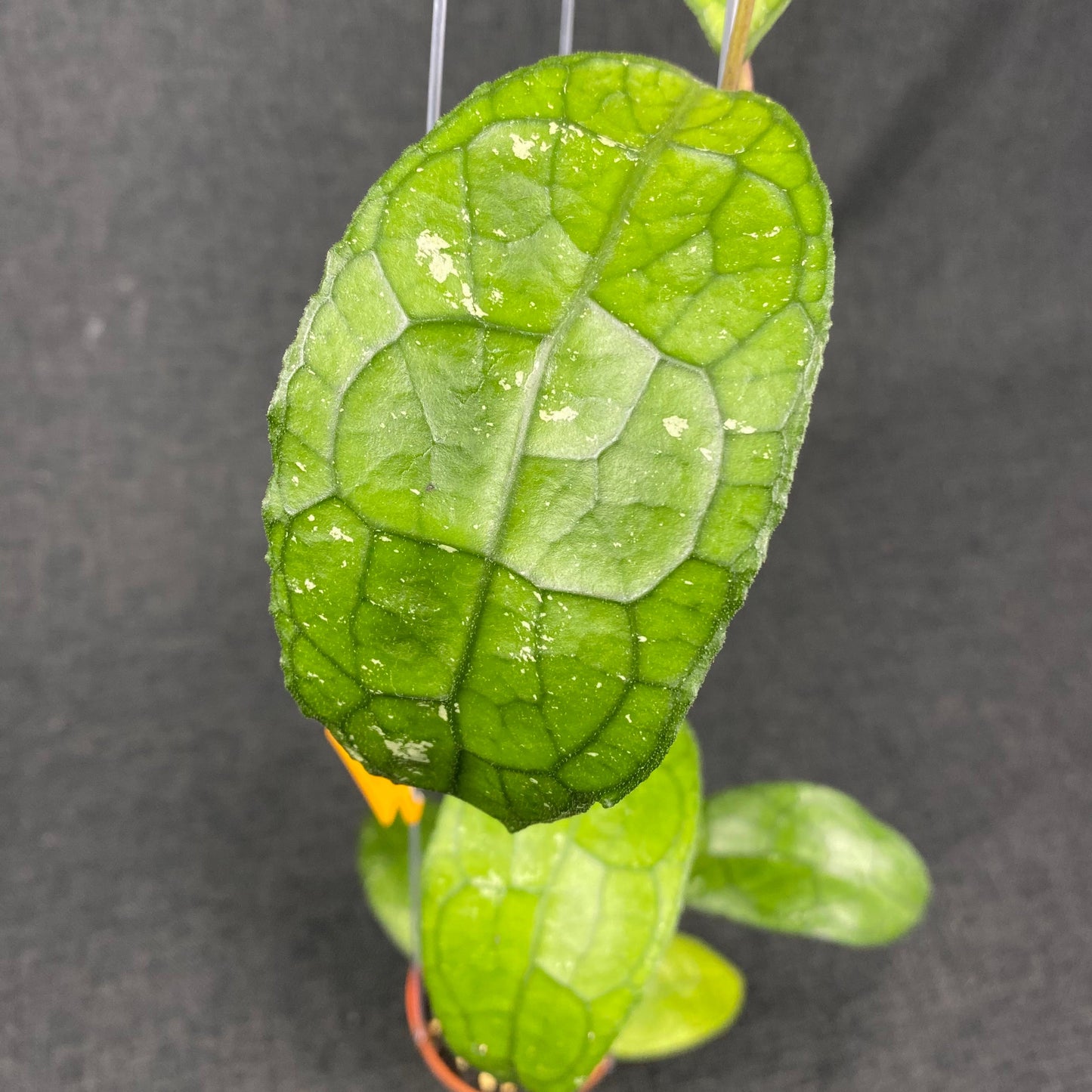Hoya Clemensiorum MDF-03 - Indonesian Rare Plants