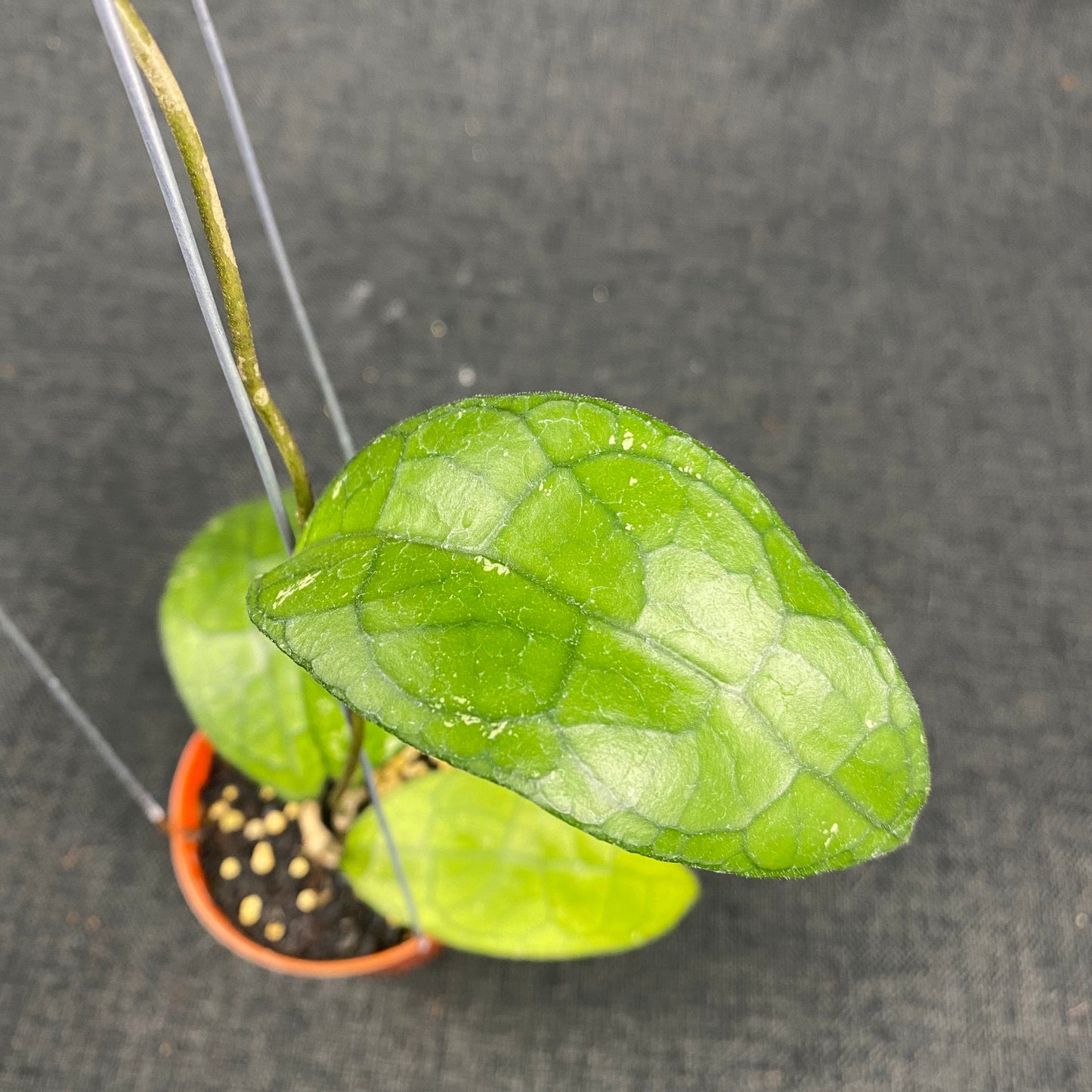 Hoya Clemensiorum MDF-03