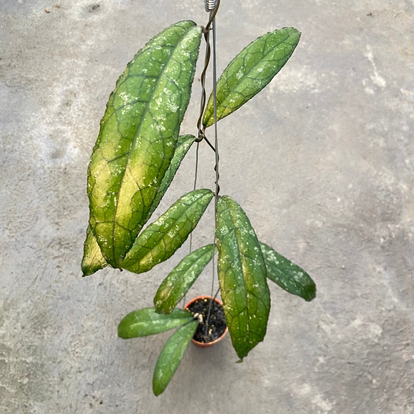 Hoya Clemensiorum MDF-05 - Indonesian Rare Plants