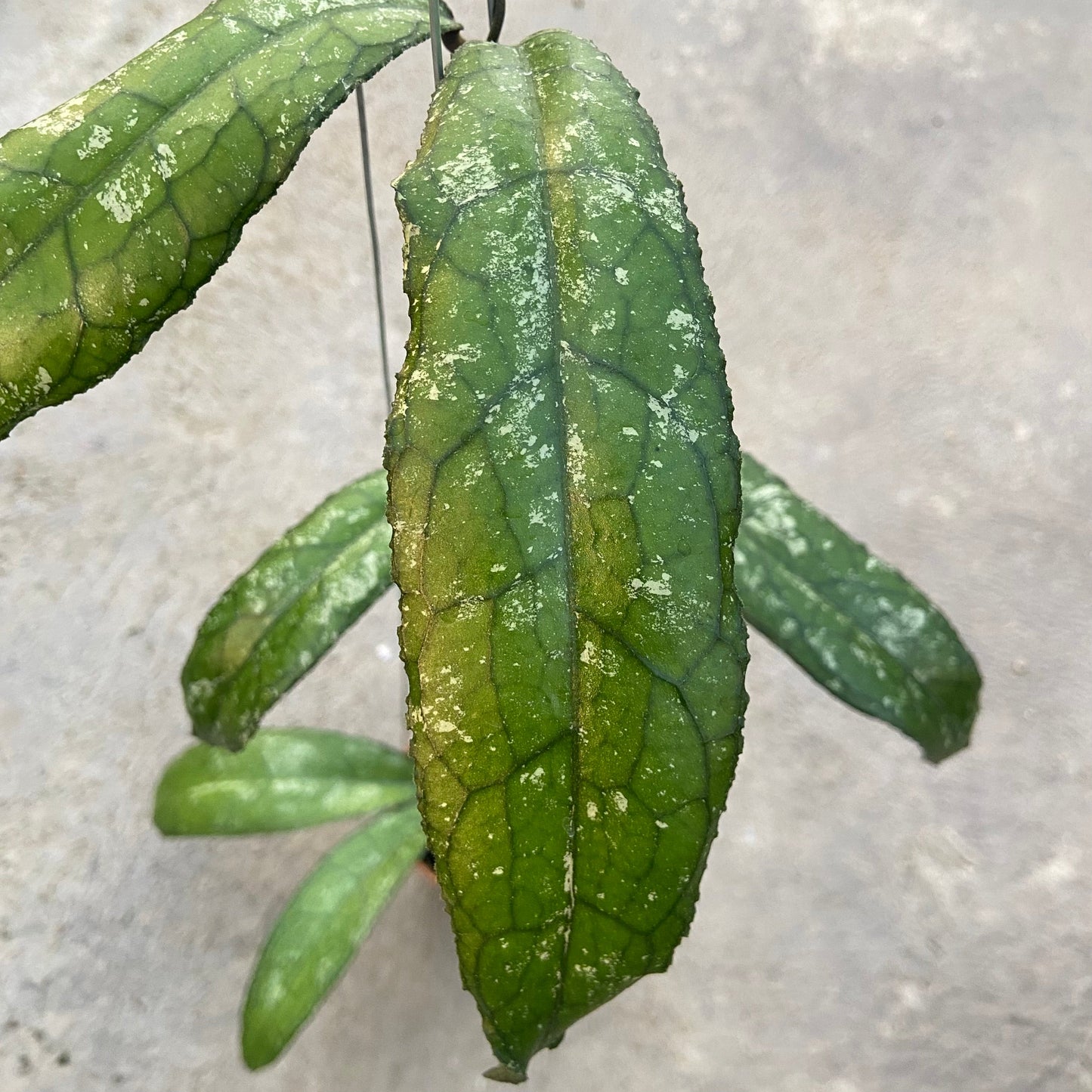 Hoya Clemensiorum MDF-05