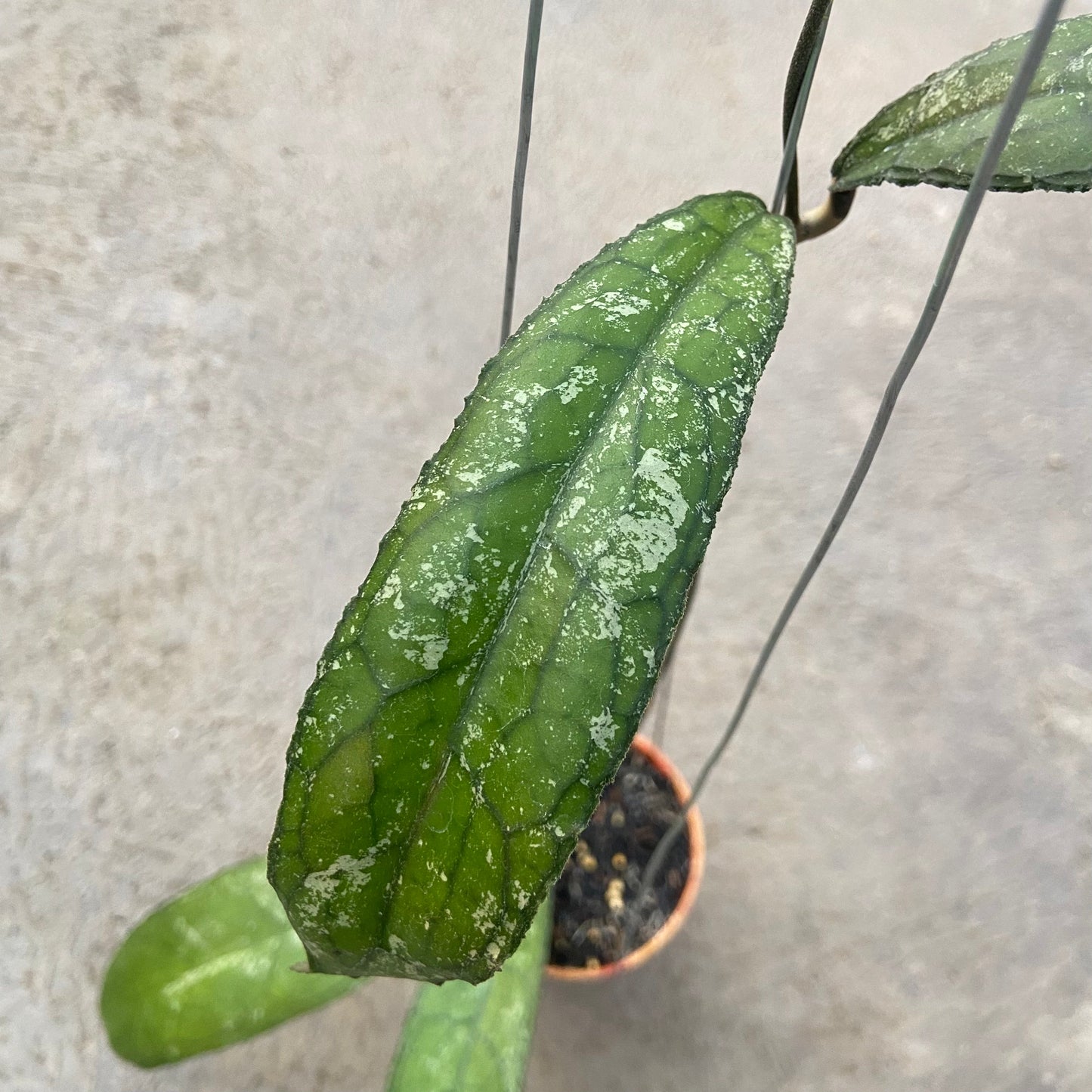 Hoya Clemensiorum MDF-05