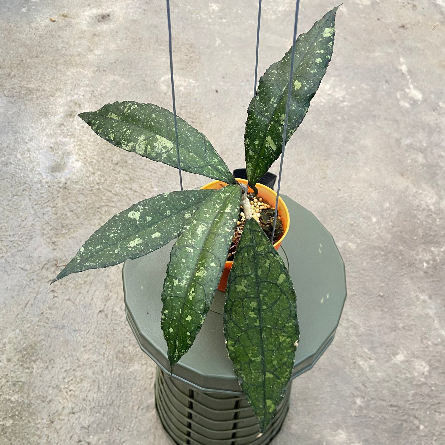 Hoya Clemensiorum Splash SP Kemiri - Indonesian Rare Plants