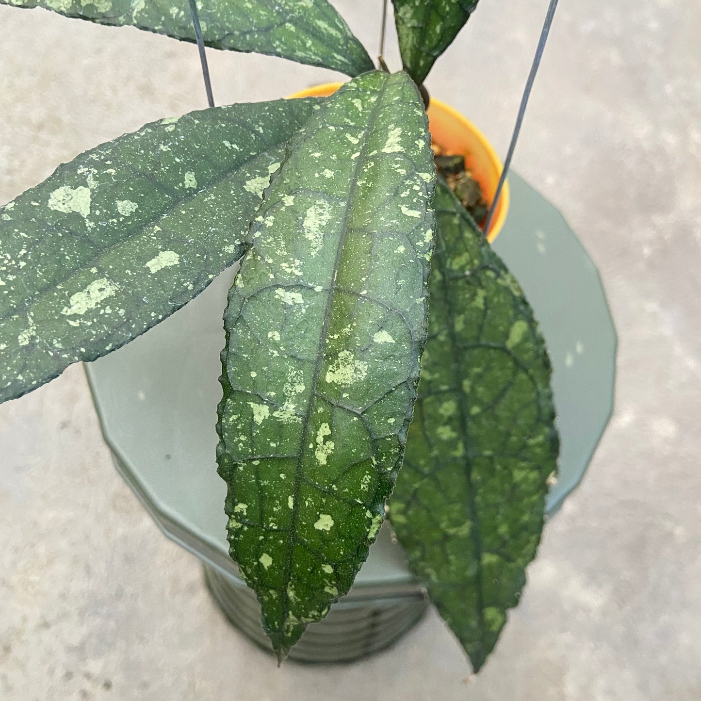 Hoya Clemensiorum Splash SP Kemiri