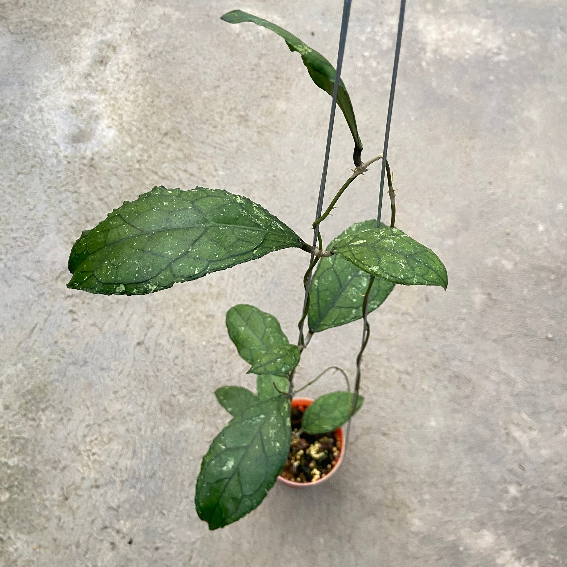 Hoya Clemensiorum Turtle Back - Indonesian Rare Plants