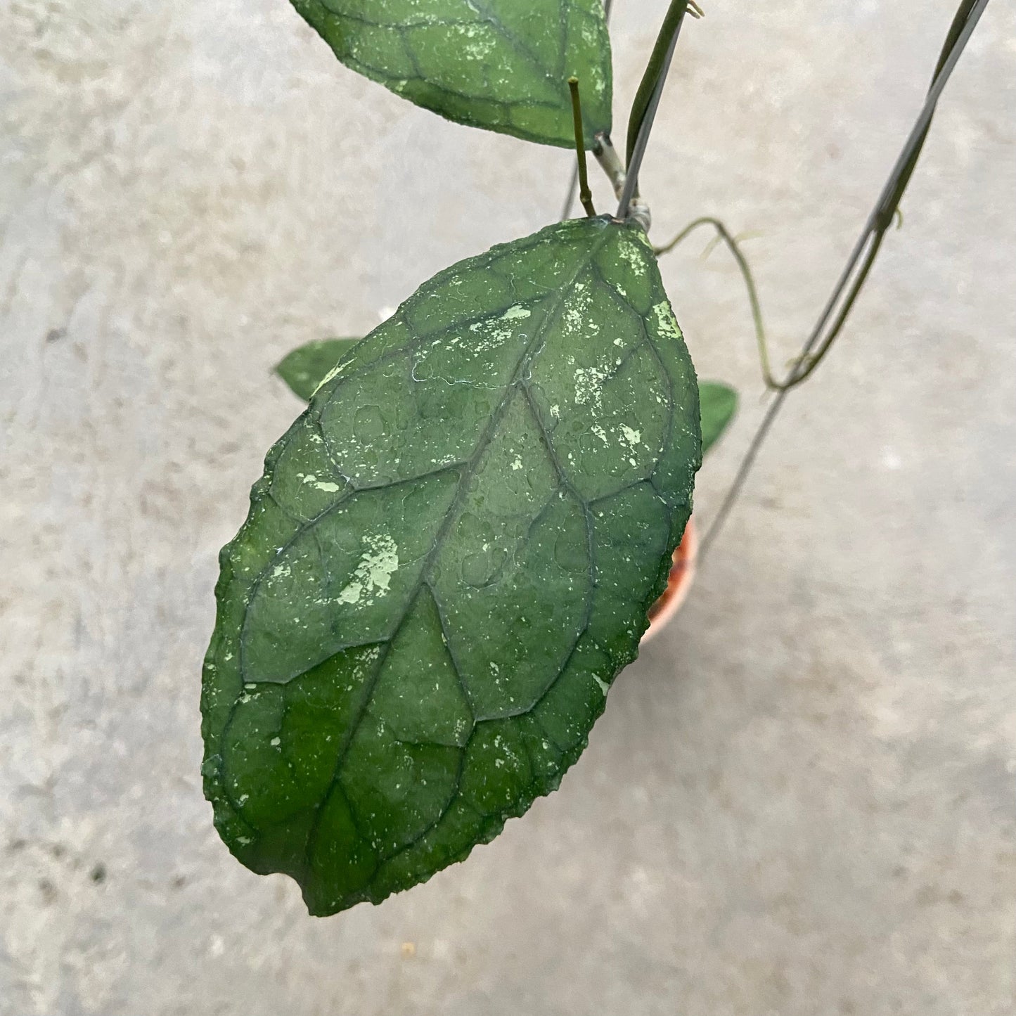 Hoya Clemensiorum Turtle Back