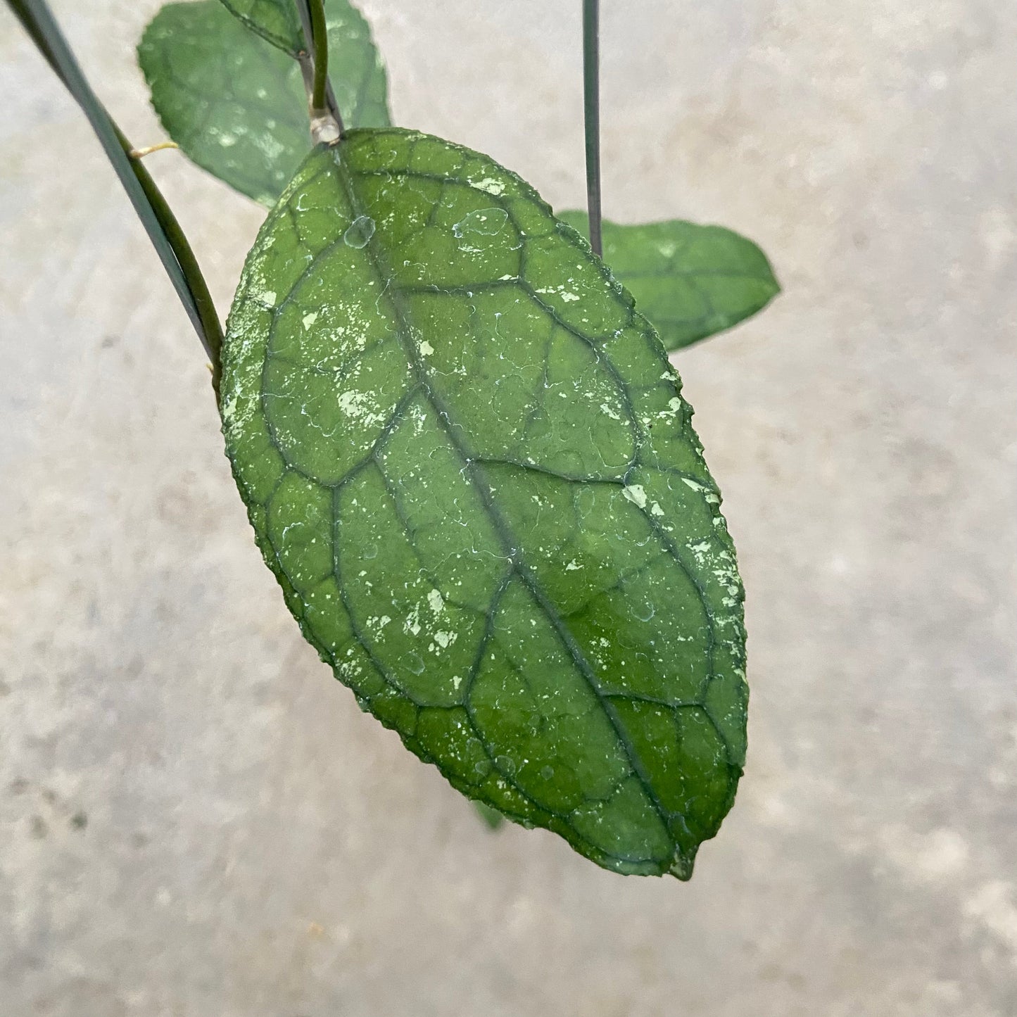 Hoya Clemensiorum Turtle Back