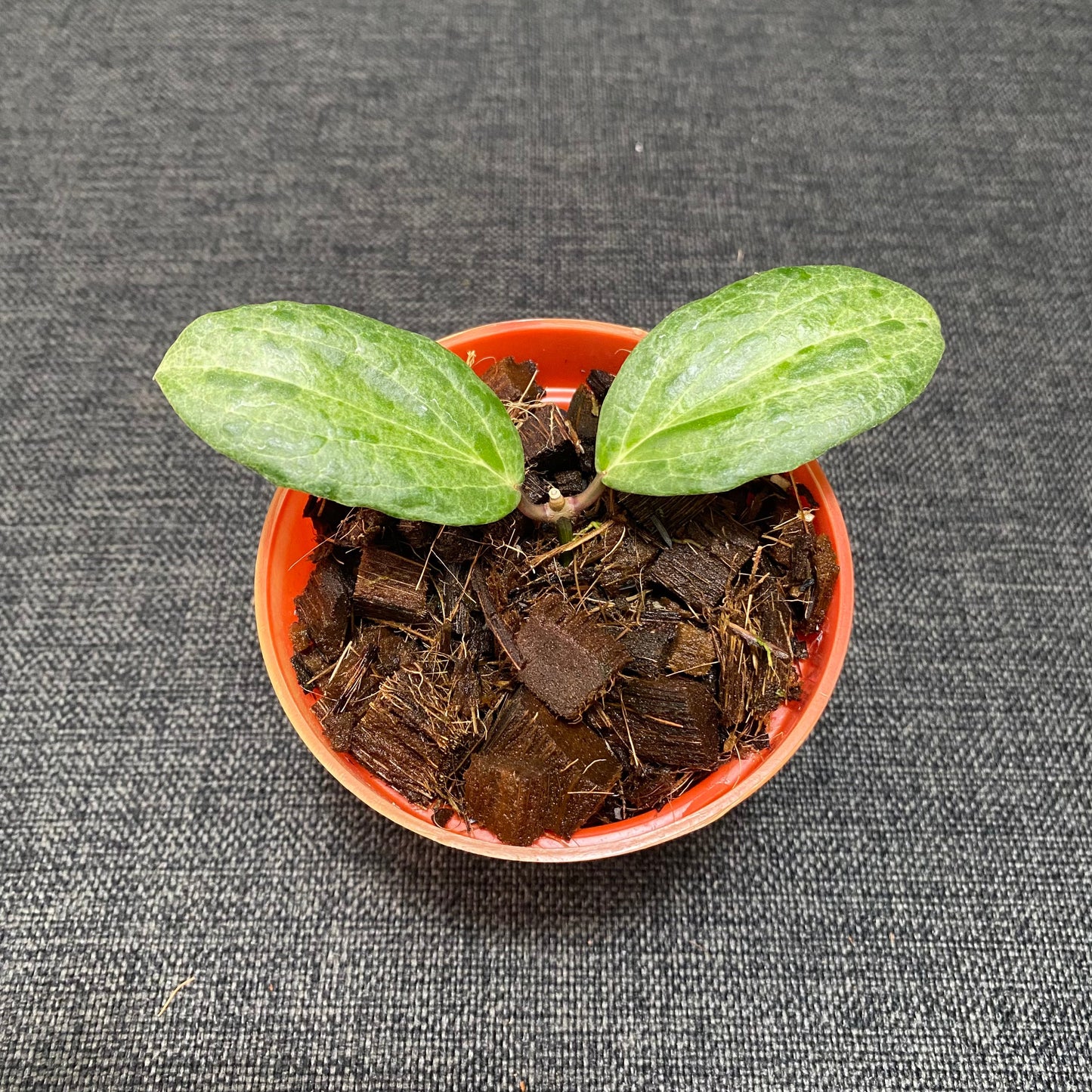 Hoya Crocodile - Indonesian Rare Plants