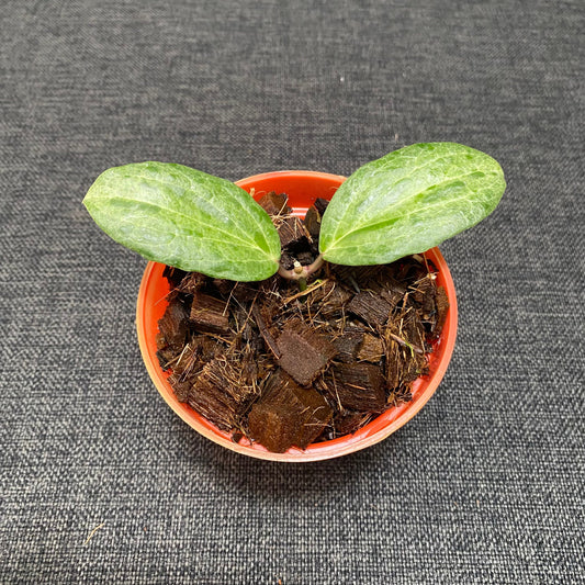 Hoya Crocodile - Indonesian Rare Plants