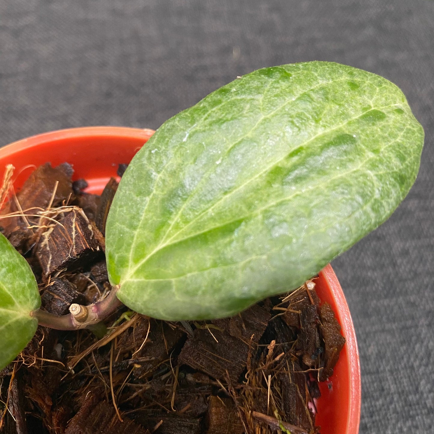 Hoya Crocodile
