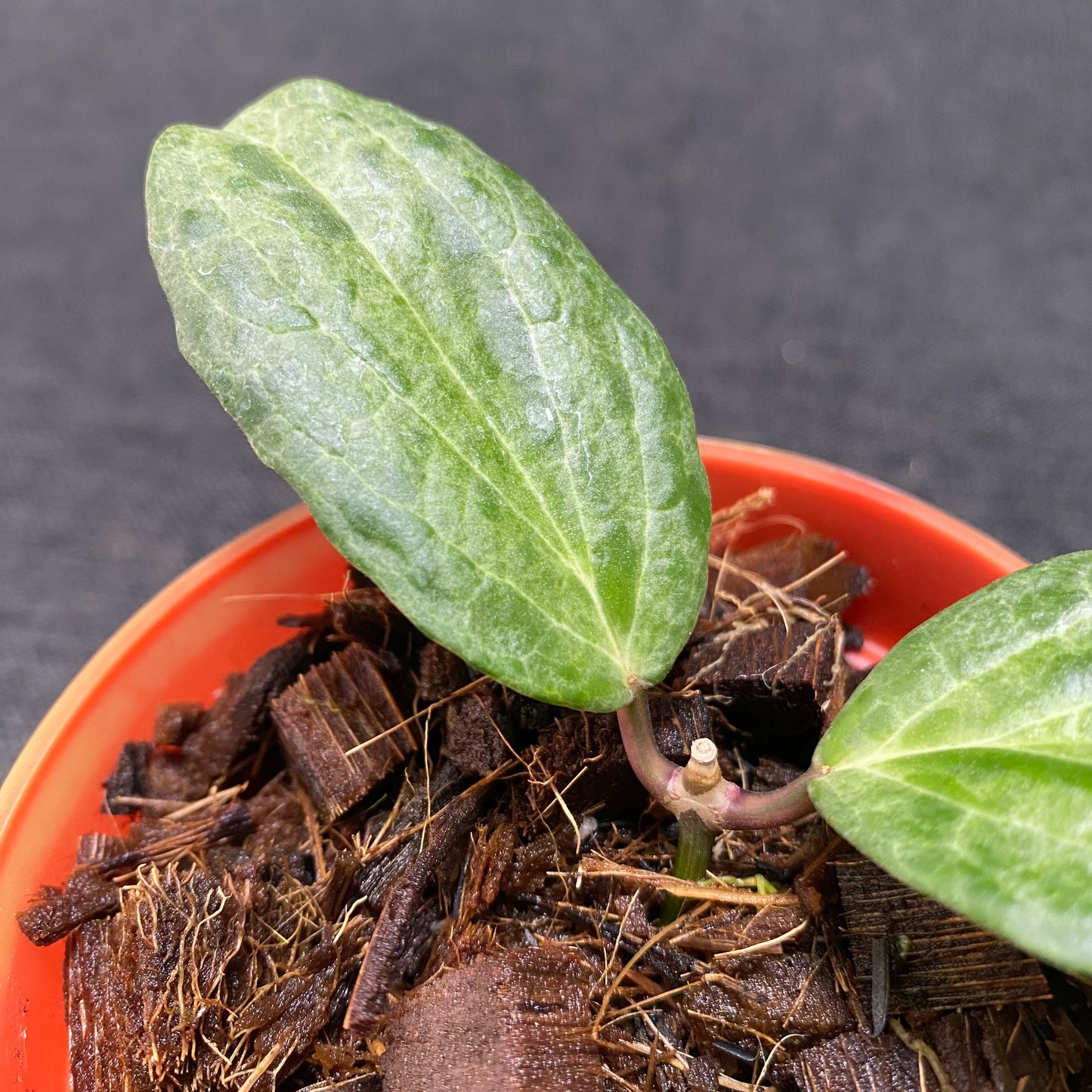 Hoya Crocodile