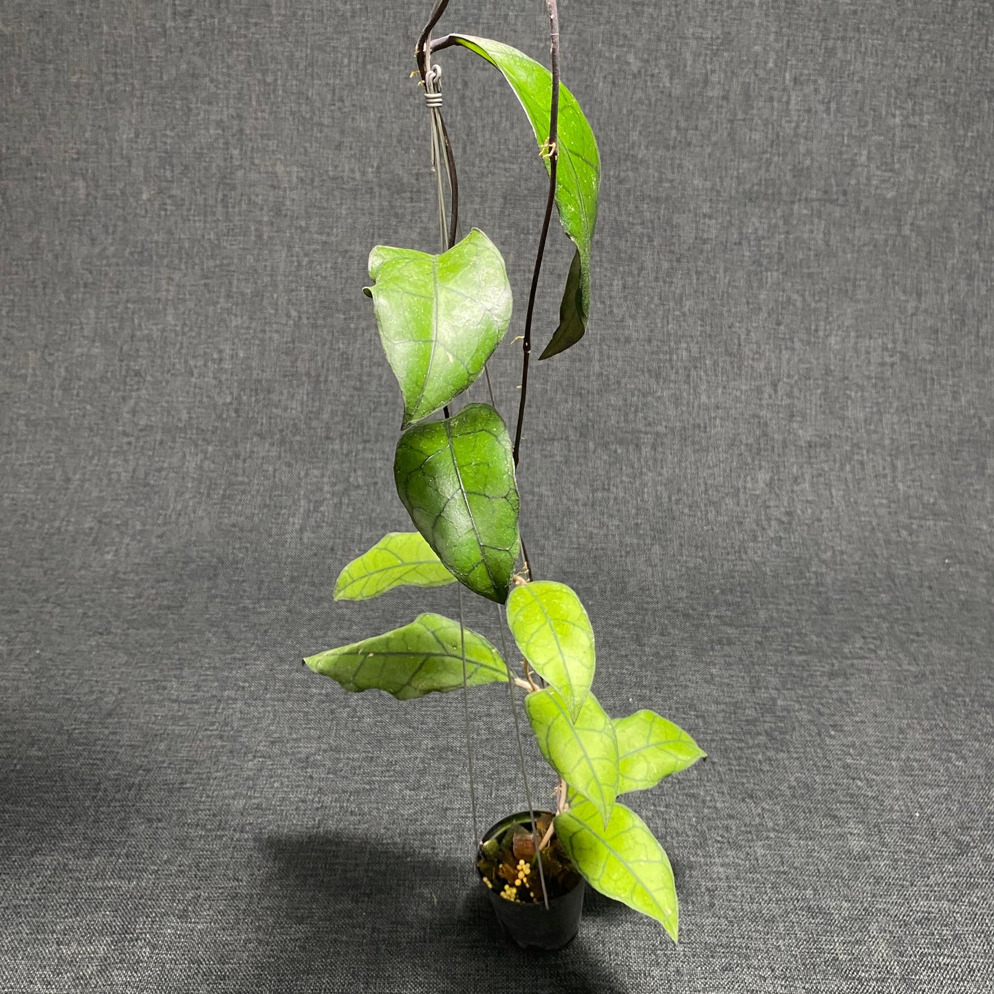 Hoya Finlaysonii Tabalong - Indonesian Rare Plants