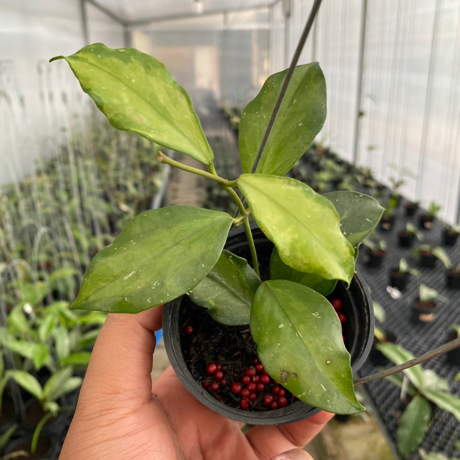 Hoya Flava Twist — rare Indonesian plant