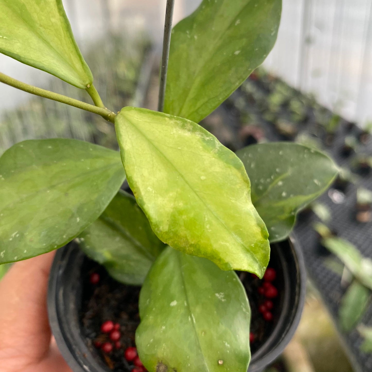 Hoya Flava Twist — photo 2