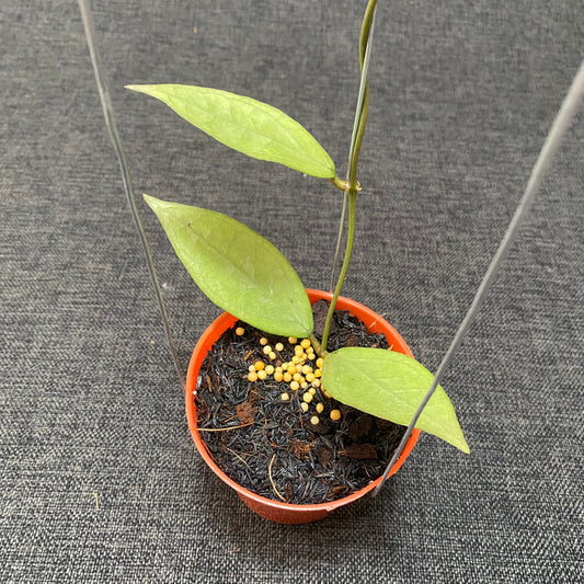 Hoya Germany Silver - Indonesian Rare Plants