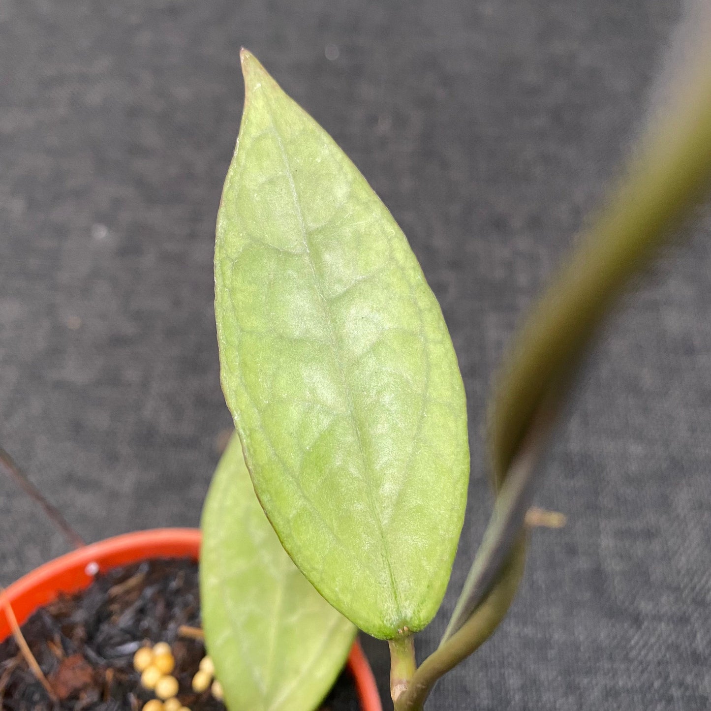 Hoya Germany Silver