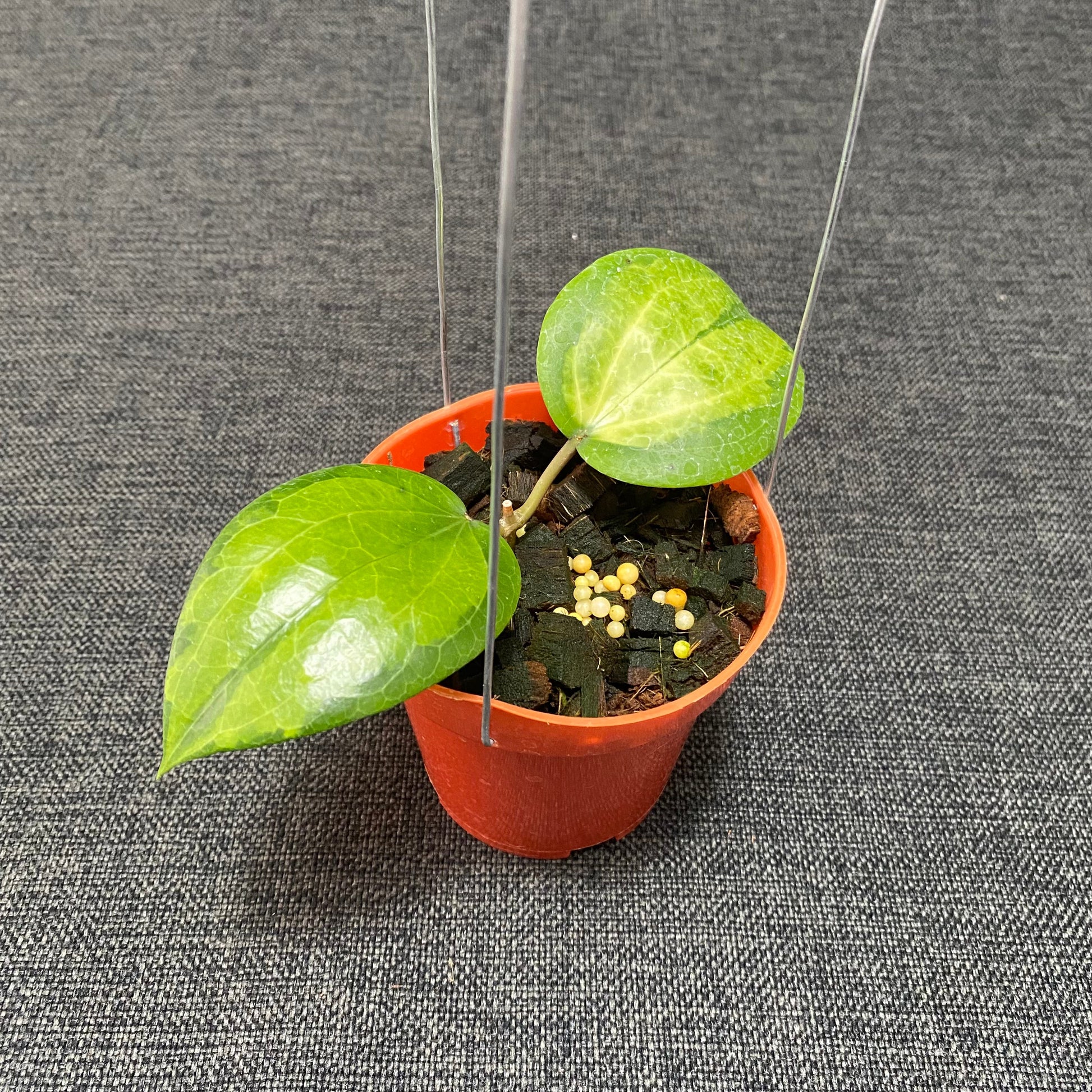 Hoya Glabra Inner Variegated - Indonesian Rare Plants