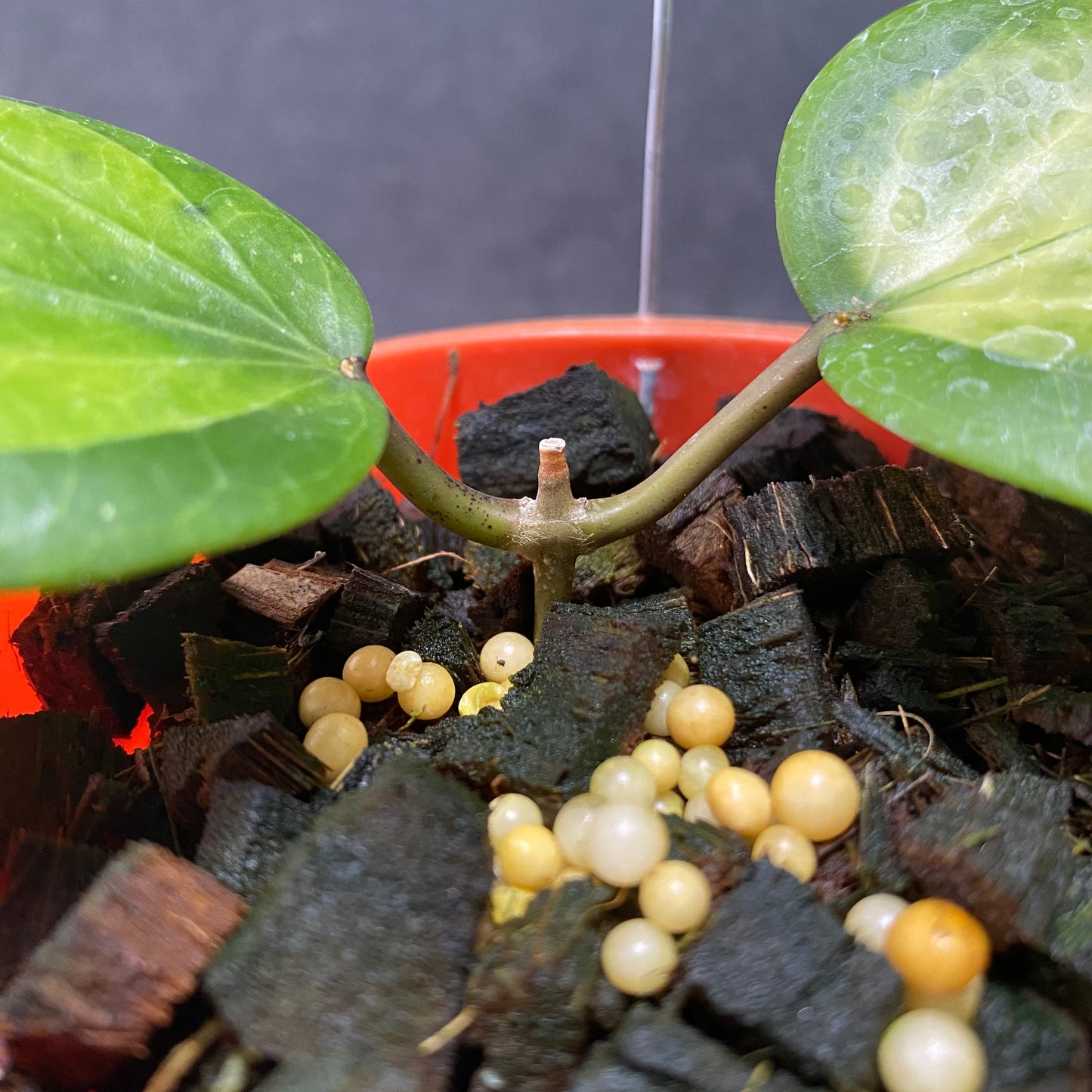 Hoya Glabra Inner Variegated