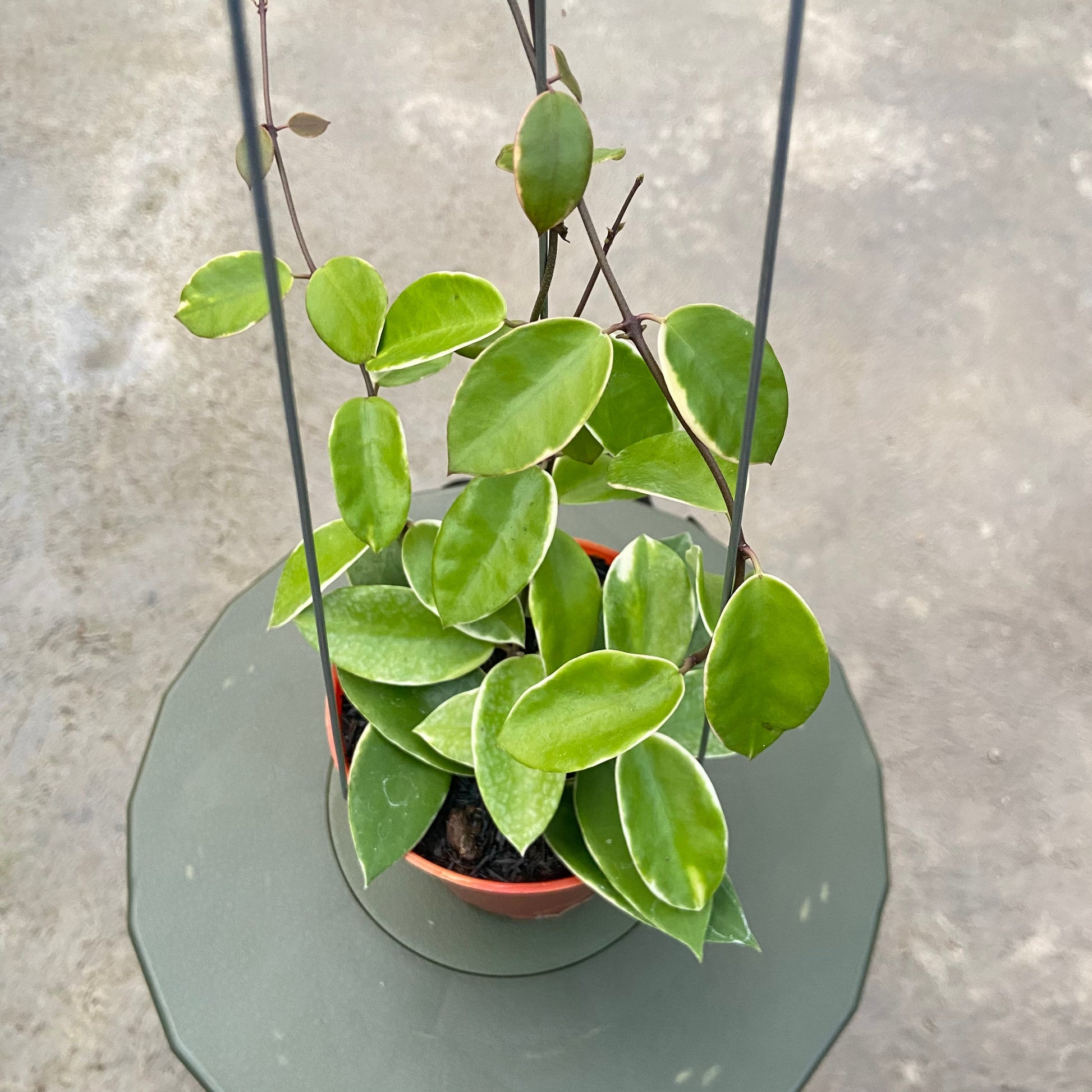 Hoya Halophila Albomarginata - Indonesian Rare Plants