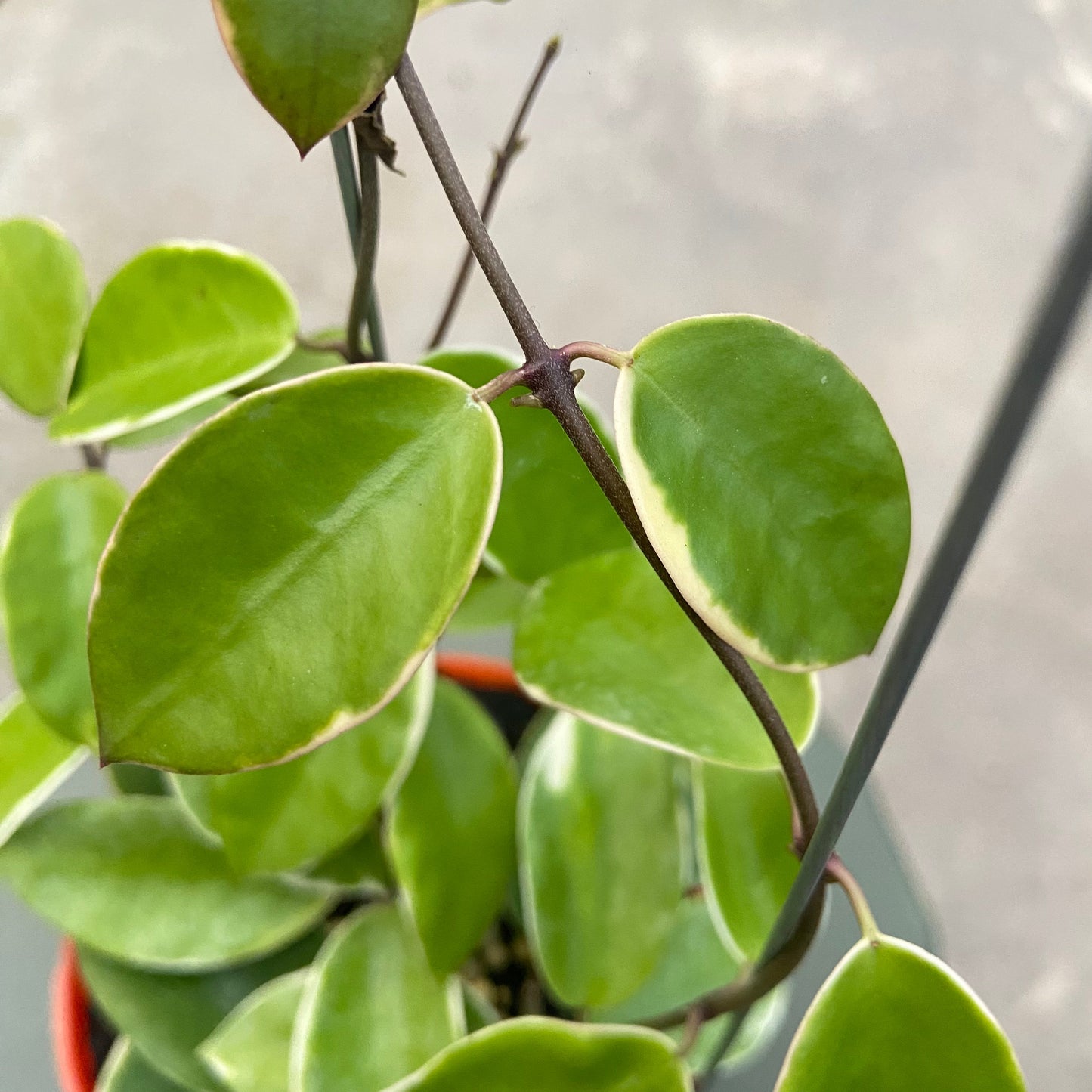 Hoya Halophila Albomarginata