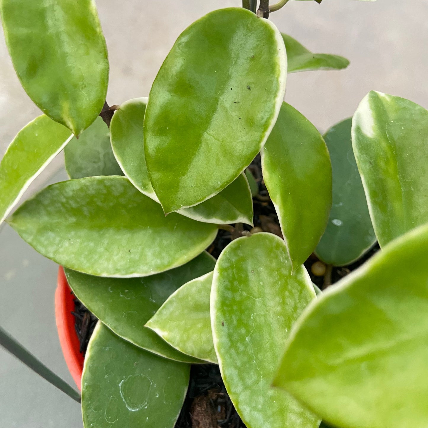 Hoya Halophila Albomarginata