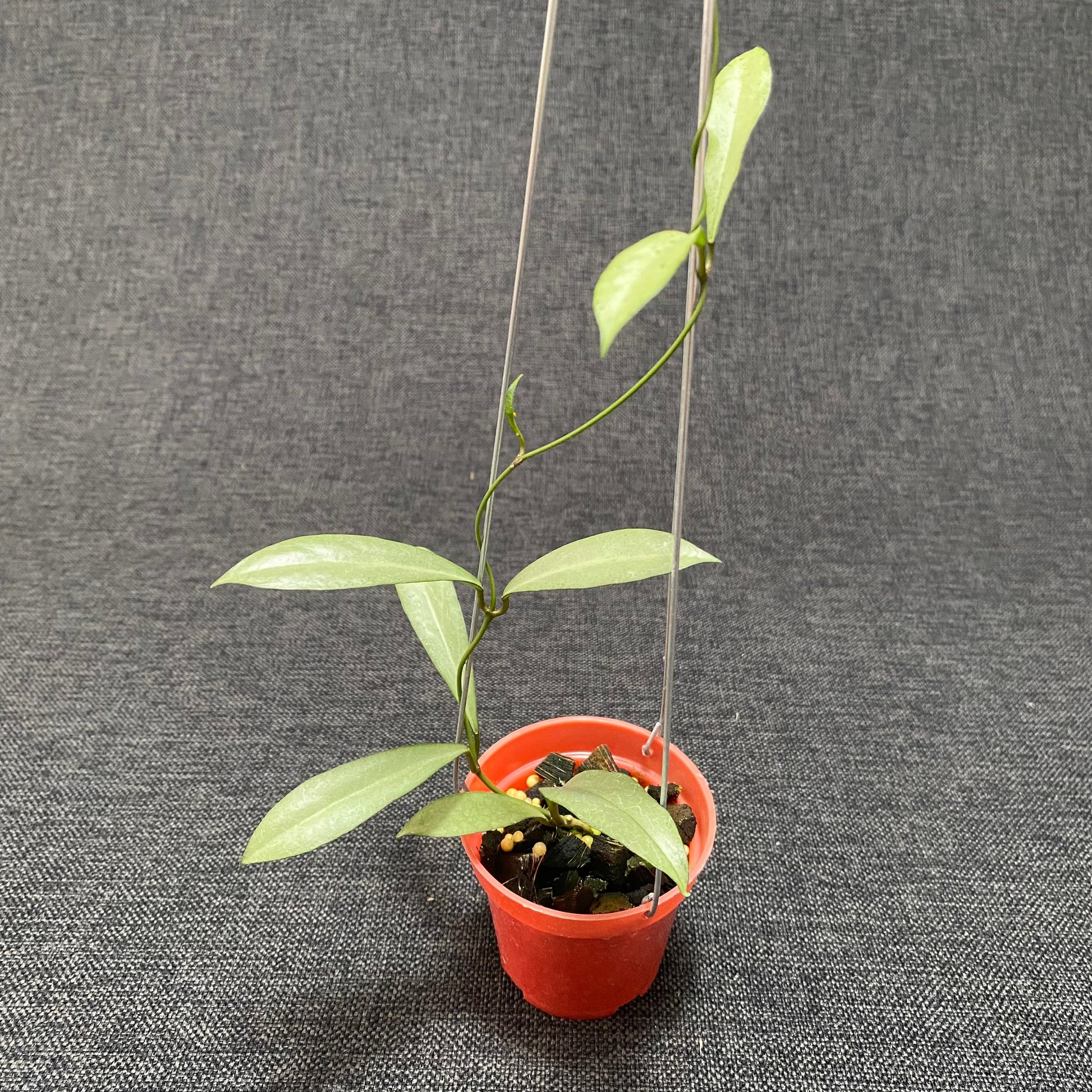 Hoya Kentiana x Lamingtoniae (Argentela Luna) - Indonesian Rare Plants
