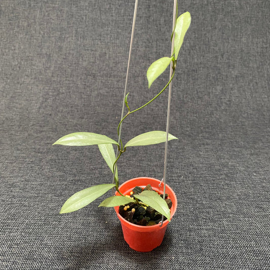 Hoya Kentiana x Lamingtoniae (Argentela Luna) - Indonesian Rare Plants