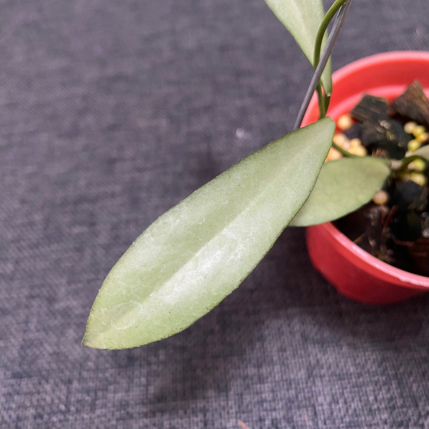 Hoya Kentiana x Lamingtoniae (Argentela Luna)