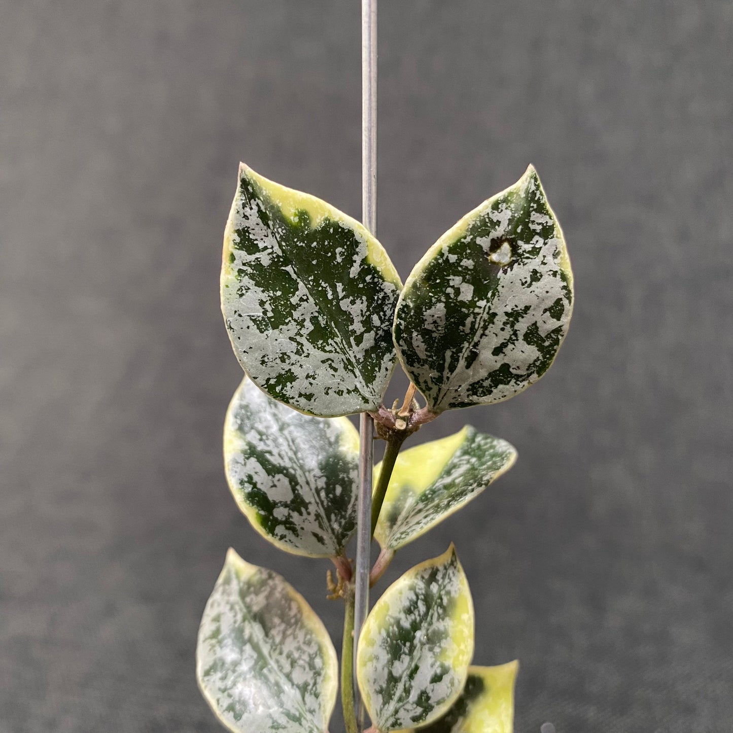 Hoya Lacunosa Princess Lumina