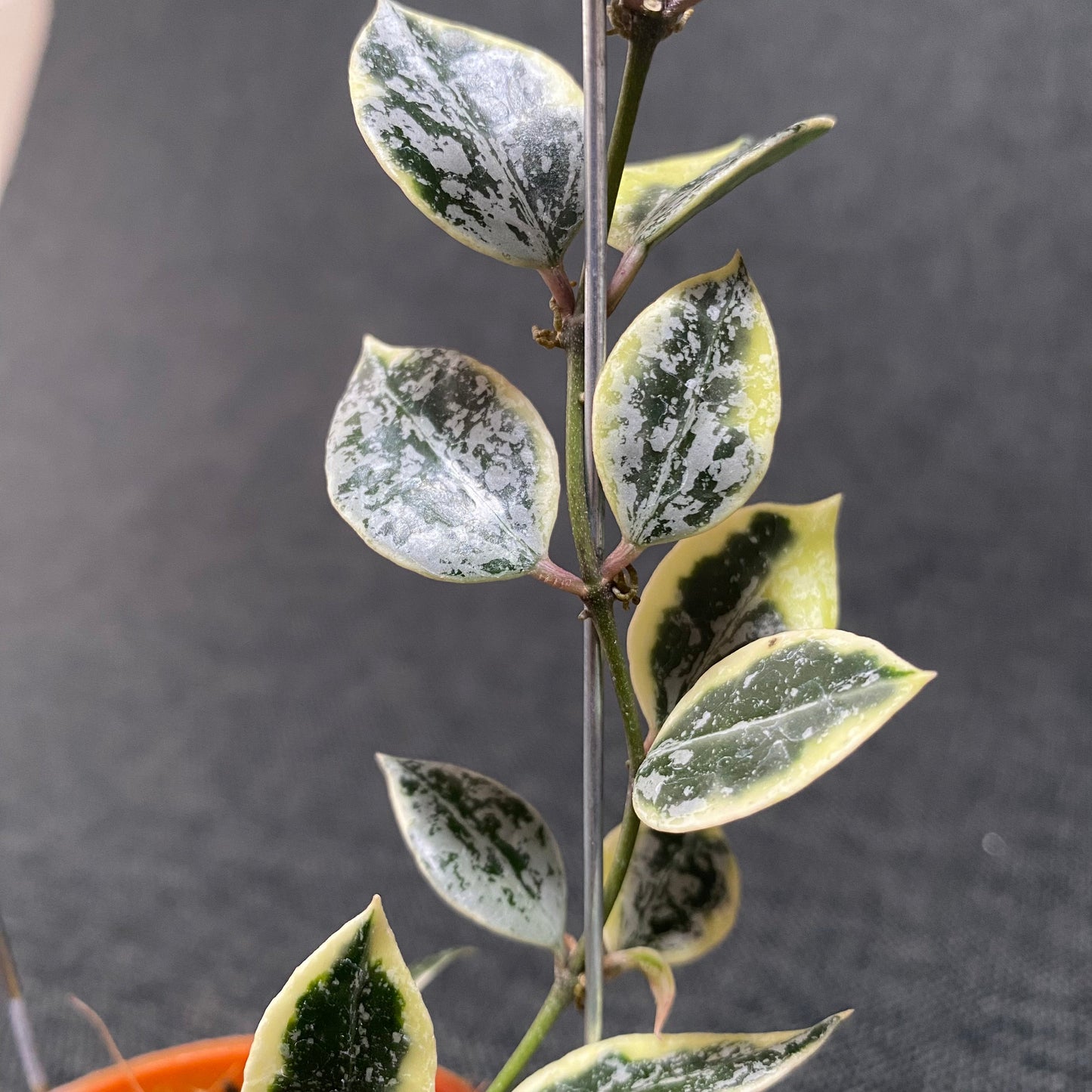 Hoya Lacunosa Princess Lumina
