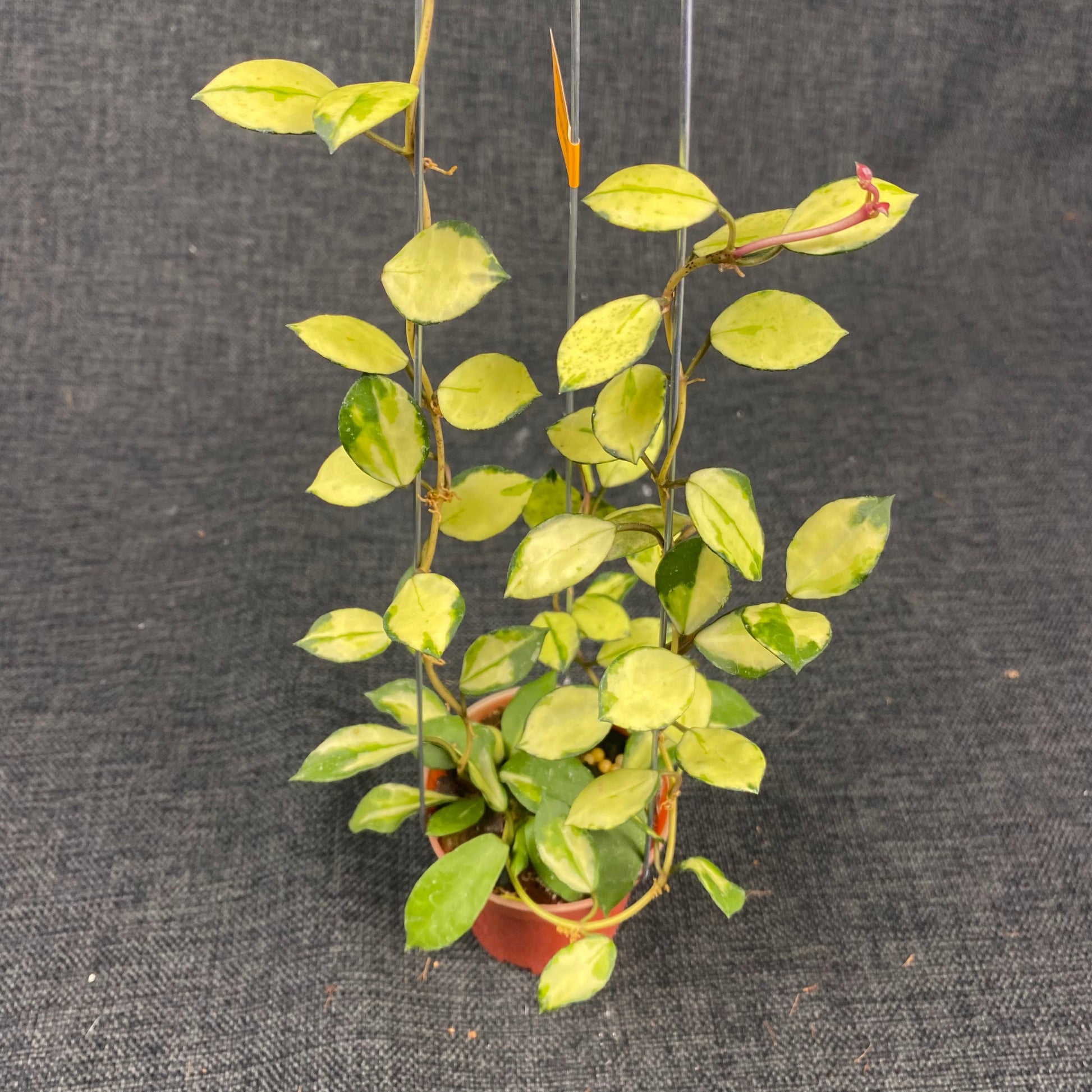 Hoya Lacunosa Minara — rare Indonesian plant