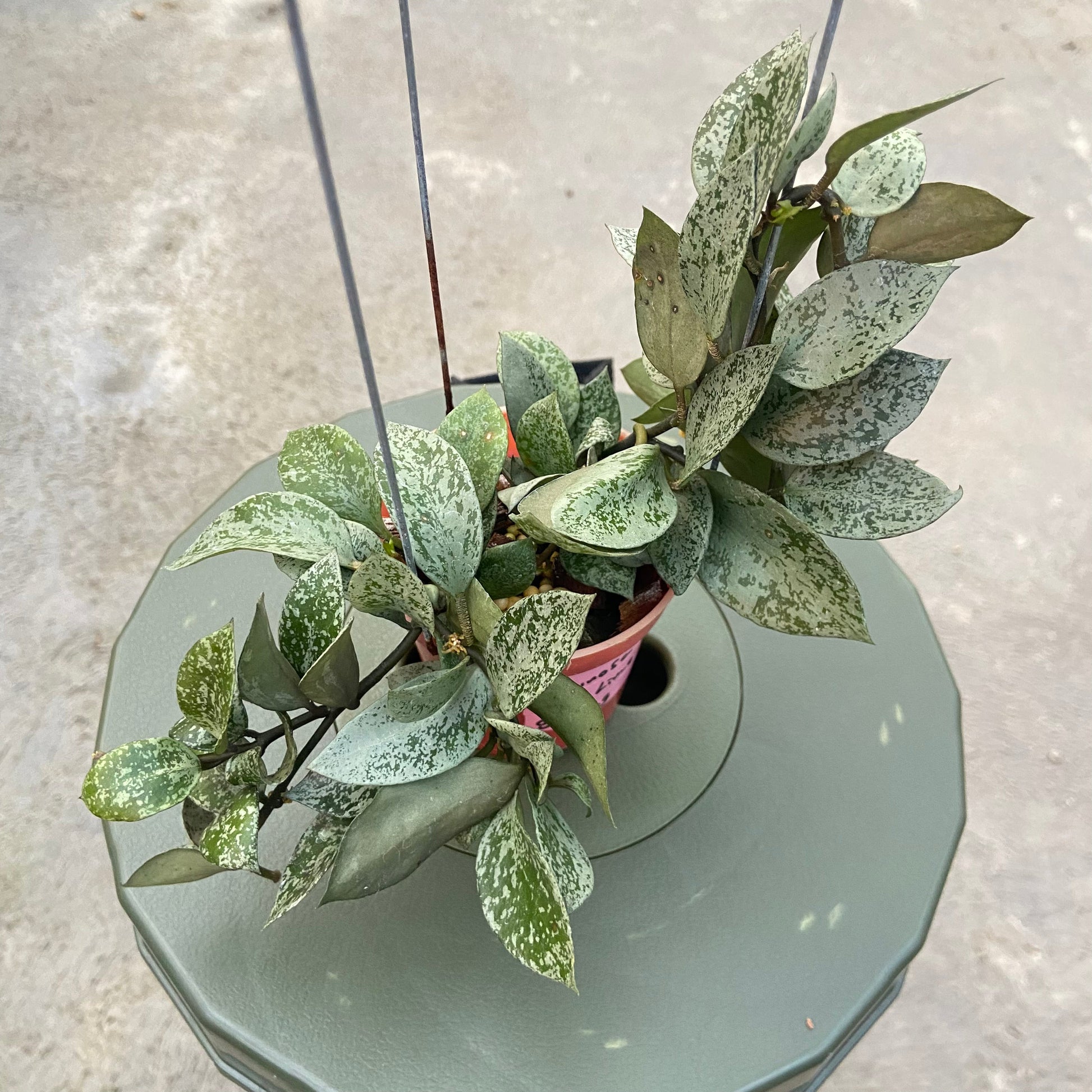 Hoya Lacunosa Gayung - Indonesian Rare Plants