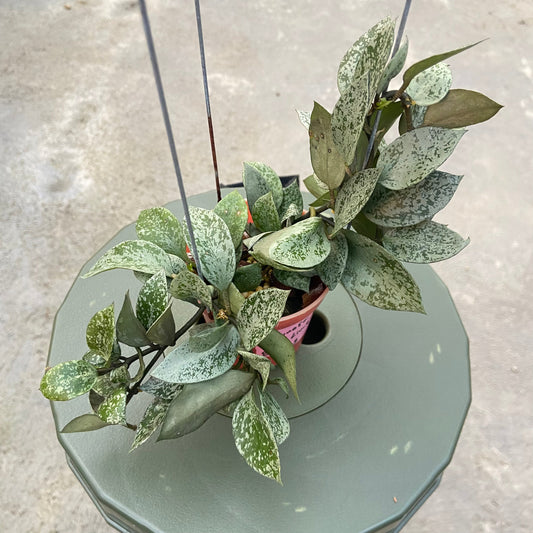 Hoya Lacunosa Gayung - Indonesian Rare Plants